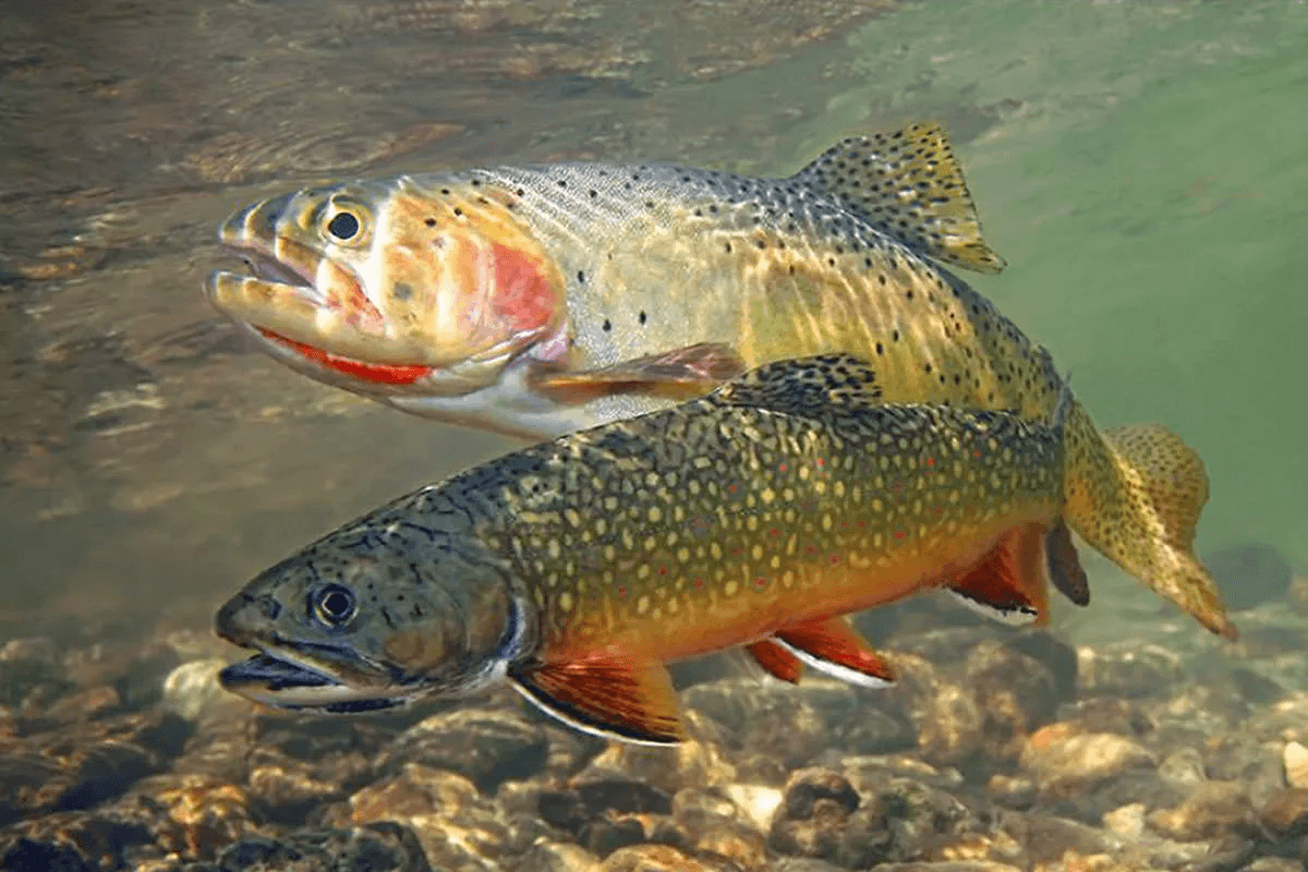 Trout fishing in the mountains
