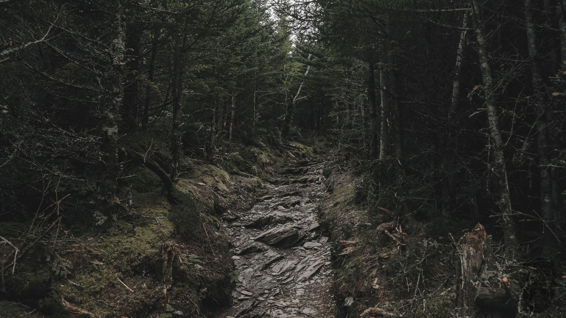 Alum Cave to Mount LeConte: The Cables, the Lodge, and the Best Trail in the Smokies