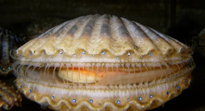 Three Zones, Three Different Seasons, One Scallop