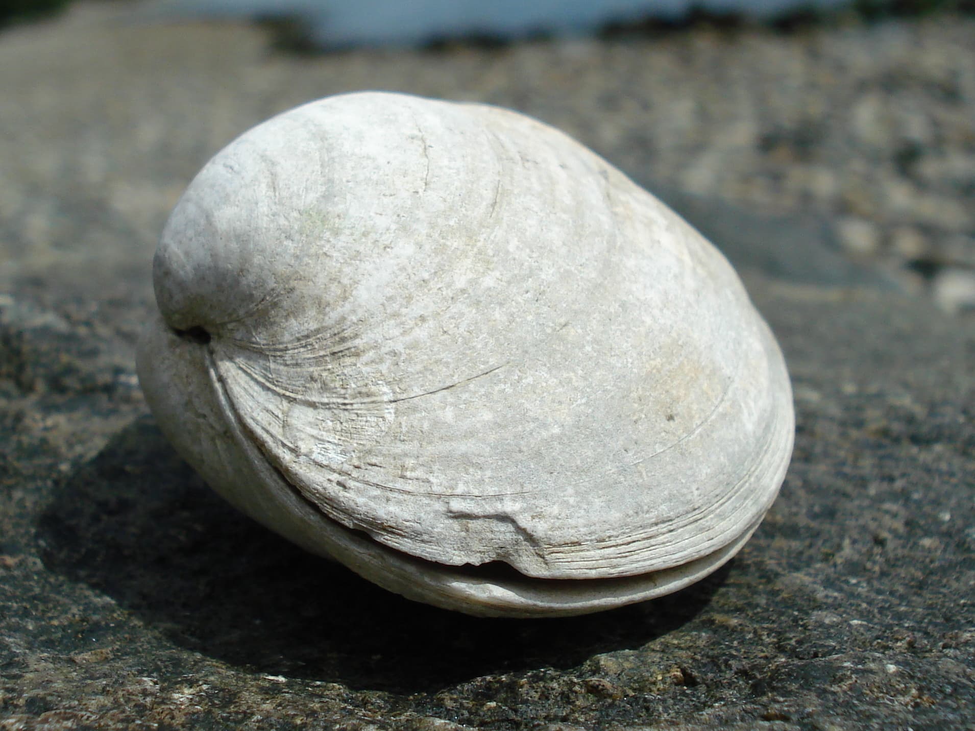 The Clam That Stays Toxic a Year After the Water Clears