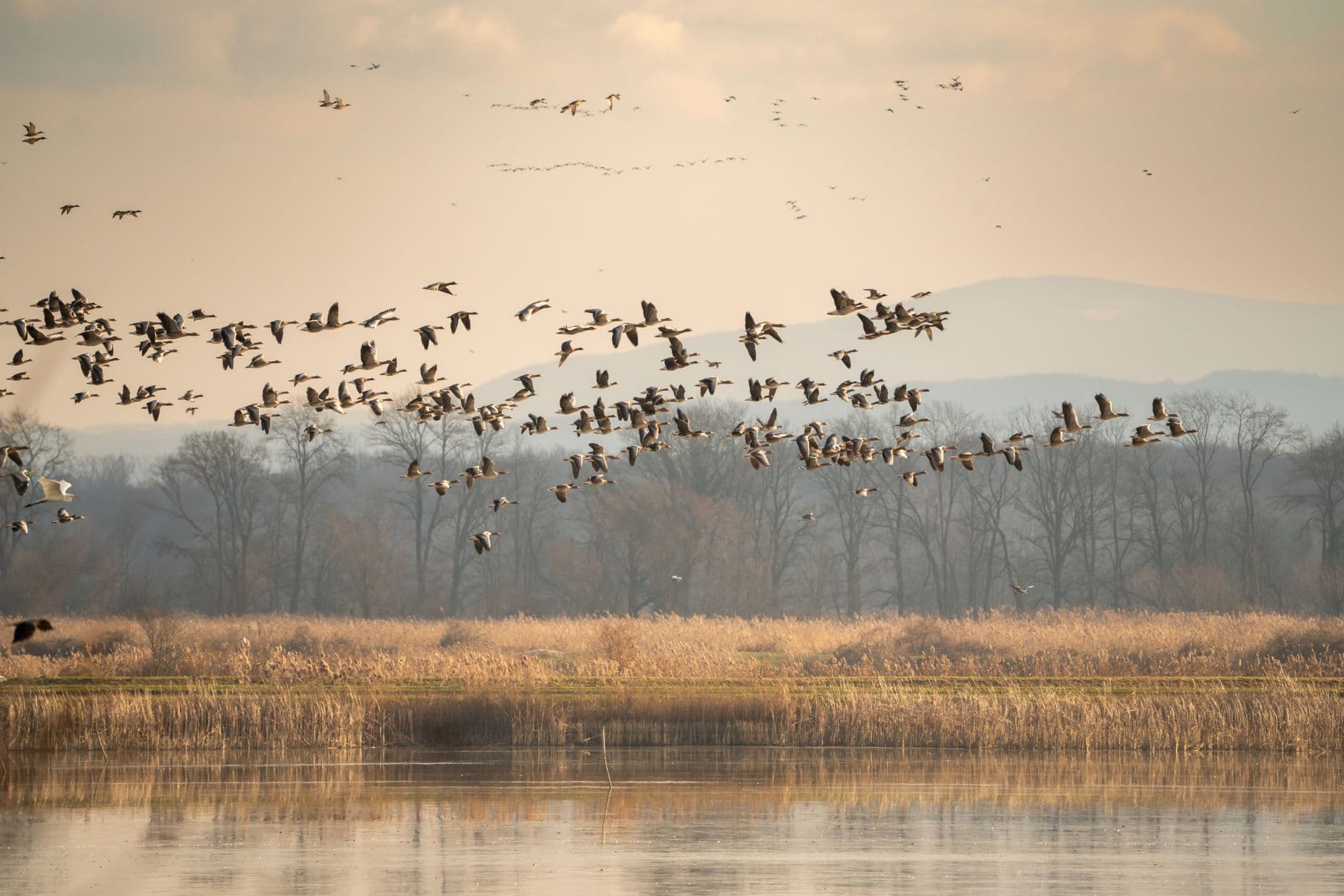 Central Valley Waterfowl: Millions of Birds on Five Percent of the Wetland