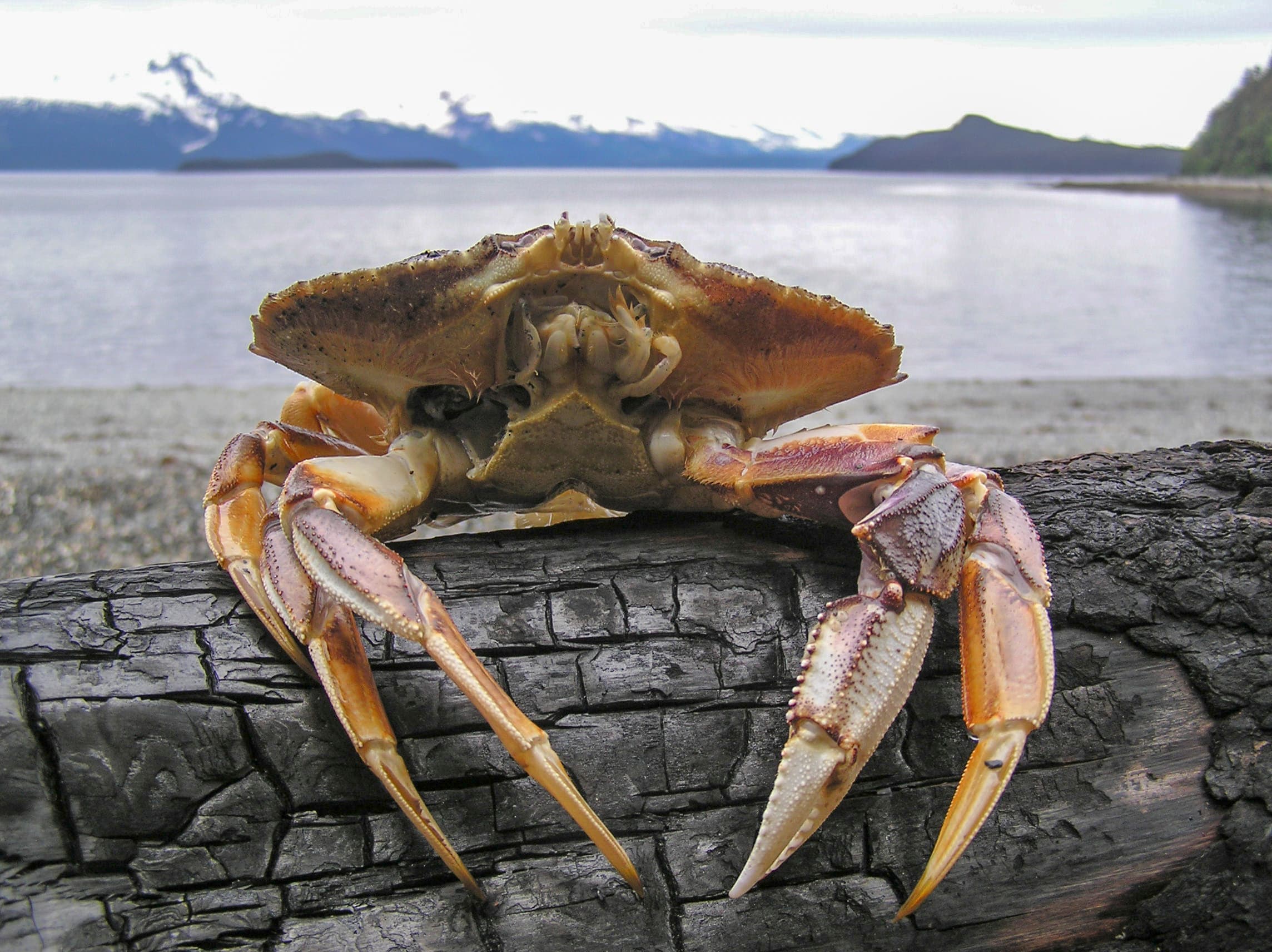 The Crab You Came For Is Residents Only