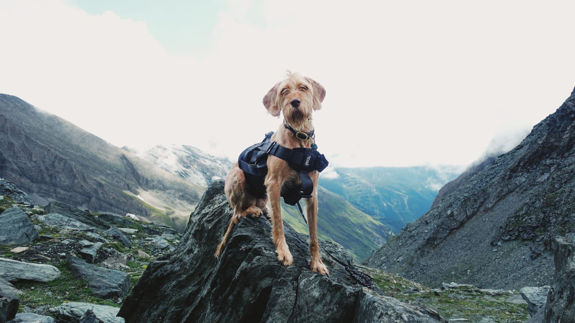 Where Your Dog Is Actually Allowed: Leash Rules by Land Agency