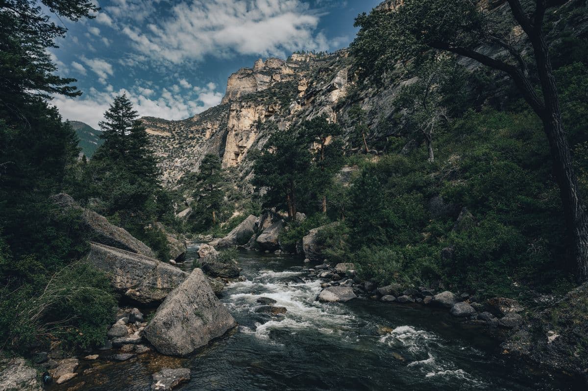 Fly Fishing Black Canyon of the Gunnison: Gold Medal Trout in America's Most Dramatic Canyon
