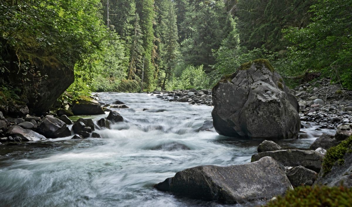 Fly Fishing Olympic National Park: Lake Crescent's Endemic Trout, Rainforest Rivers, and the Elwha's Comeback