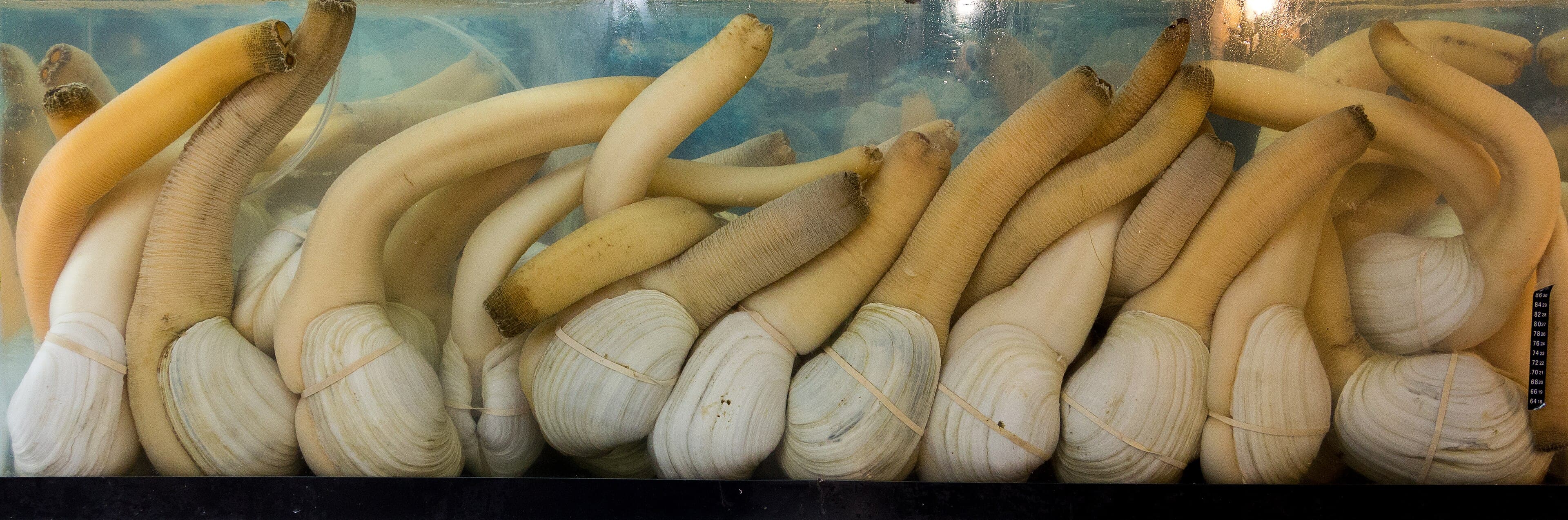 One Geoduck a Day, and It Has to Be the First One