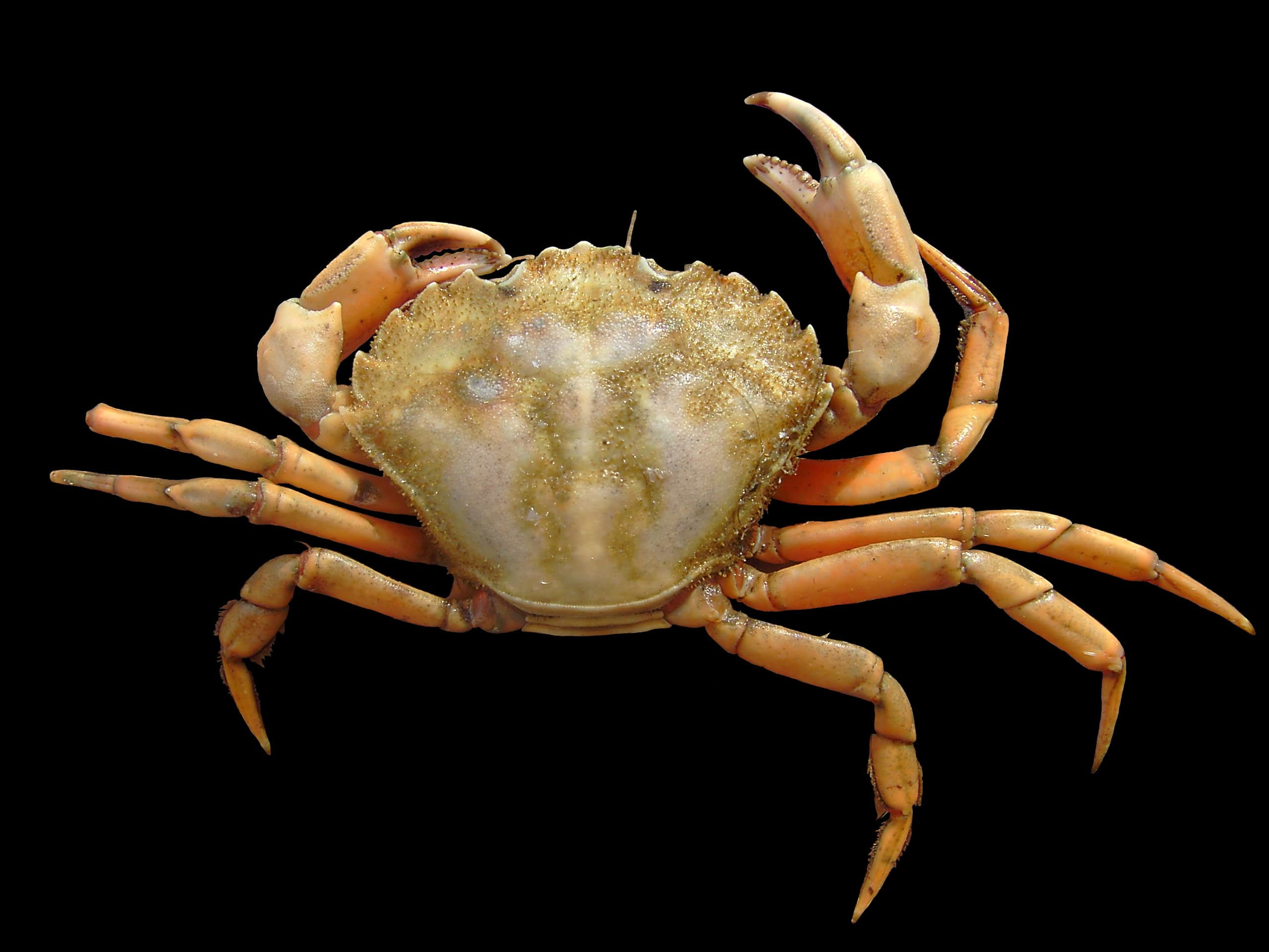 Do Not Kill the Green Crab You Think You Found