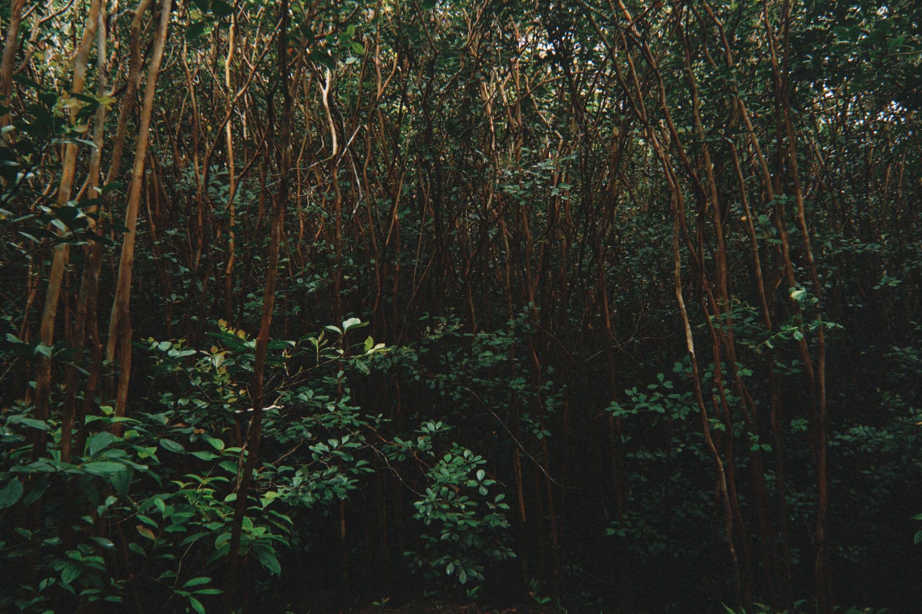 Hakalau Forest: The Refuge You Cannot Visit on Your Own