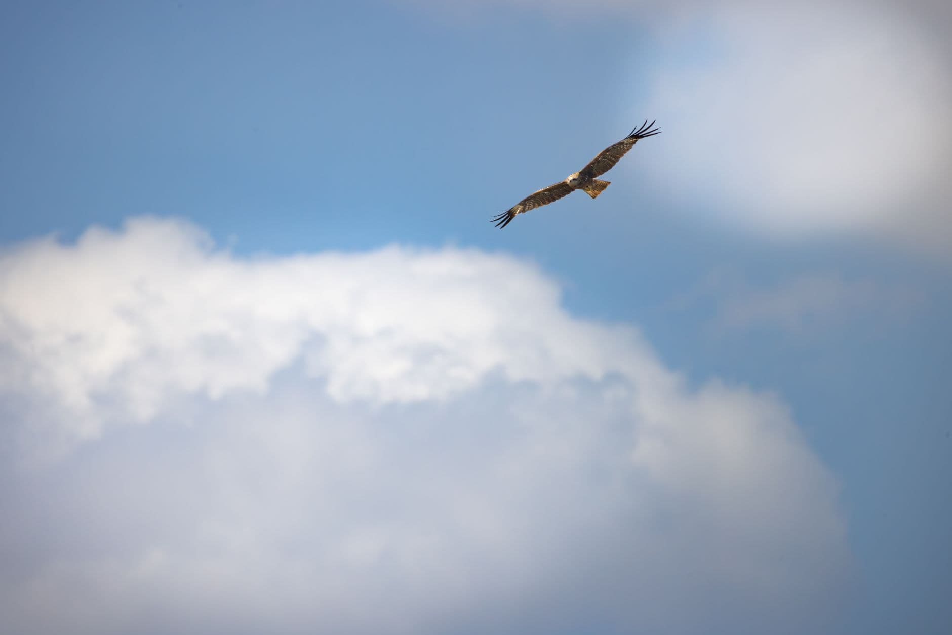 Why Hawk Watchers Sit on the Same Hill for Two Months