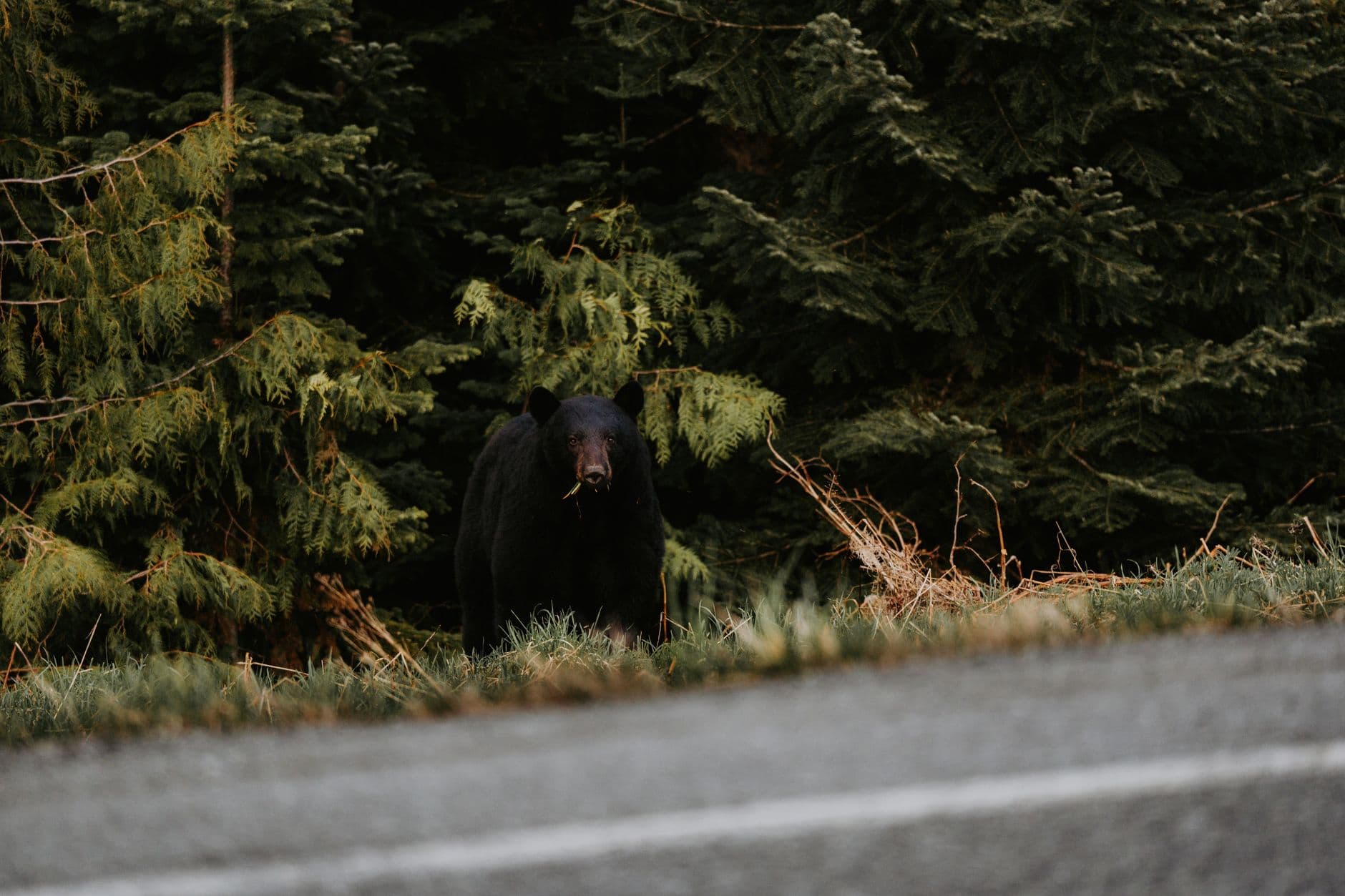 Bear Country, Two Species, Two Sets of Rules