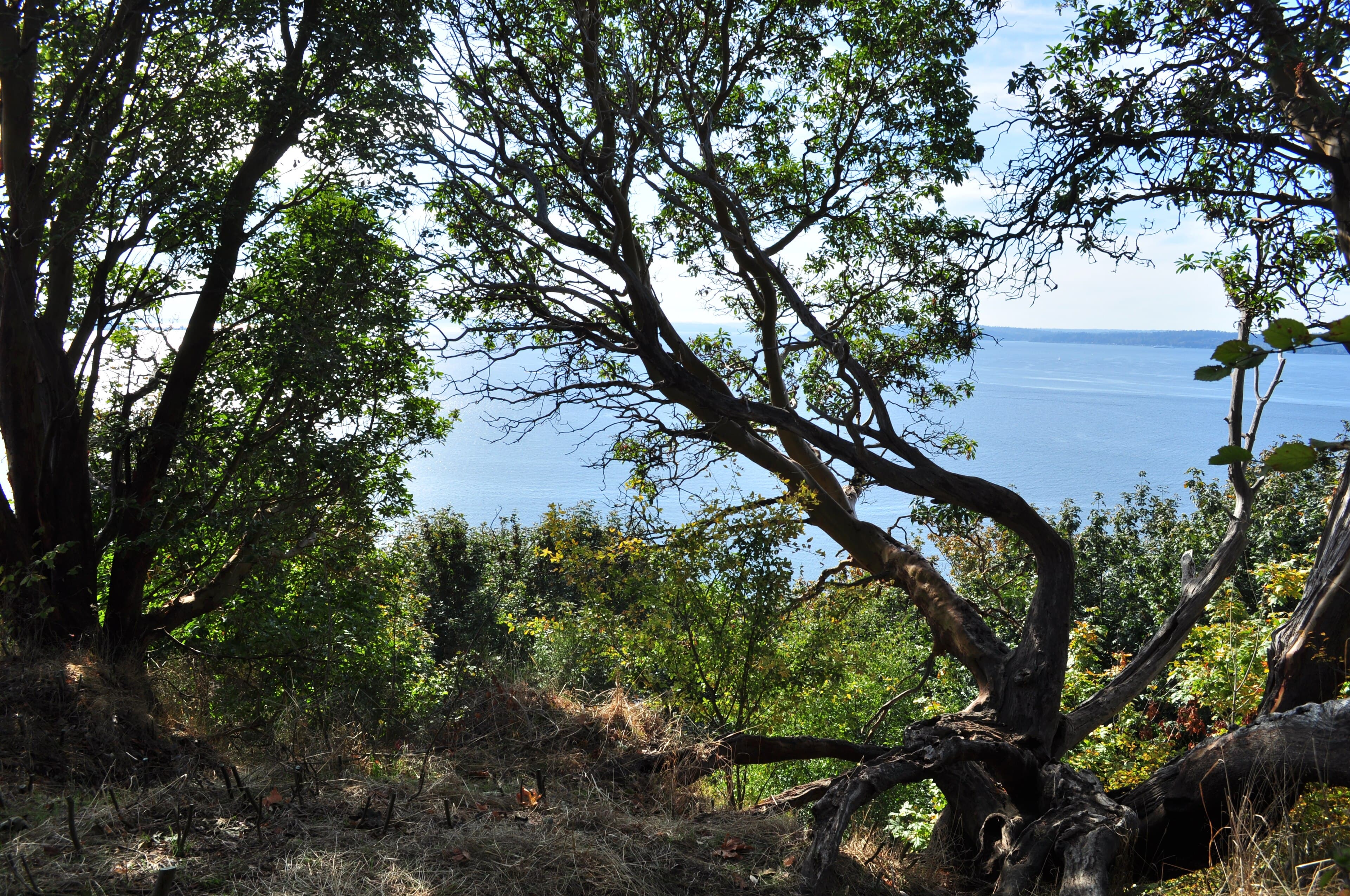 Hiking Inside Seattle: Discovery Park, the Greenbelts, and What's 90 Minutes Out