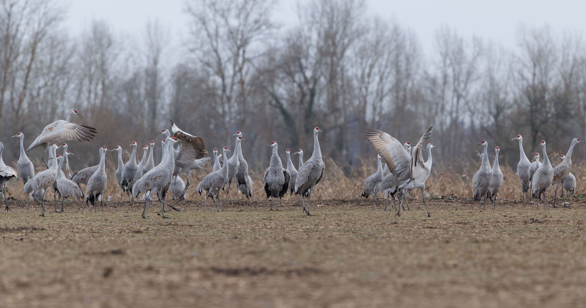 Hiwassee: The Refuge Closes Exactly When the Cranes Arrive