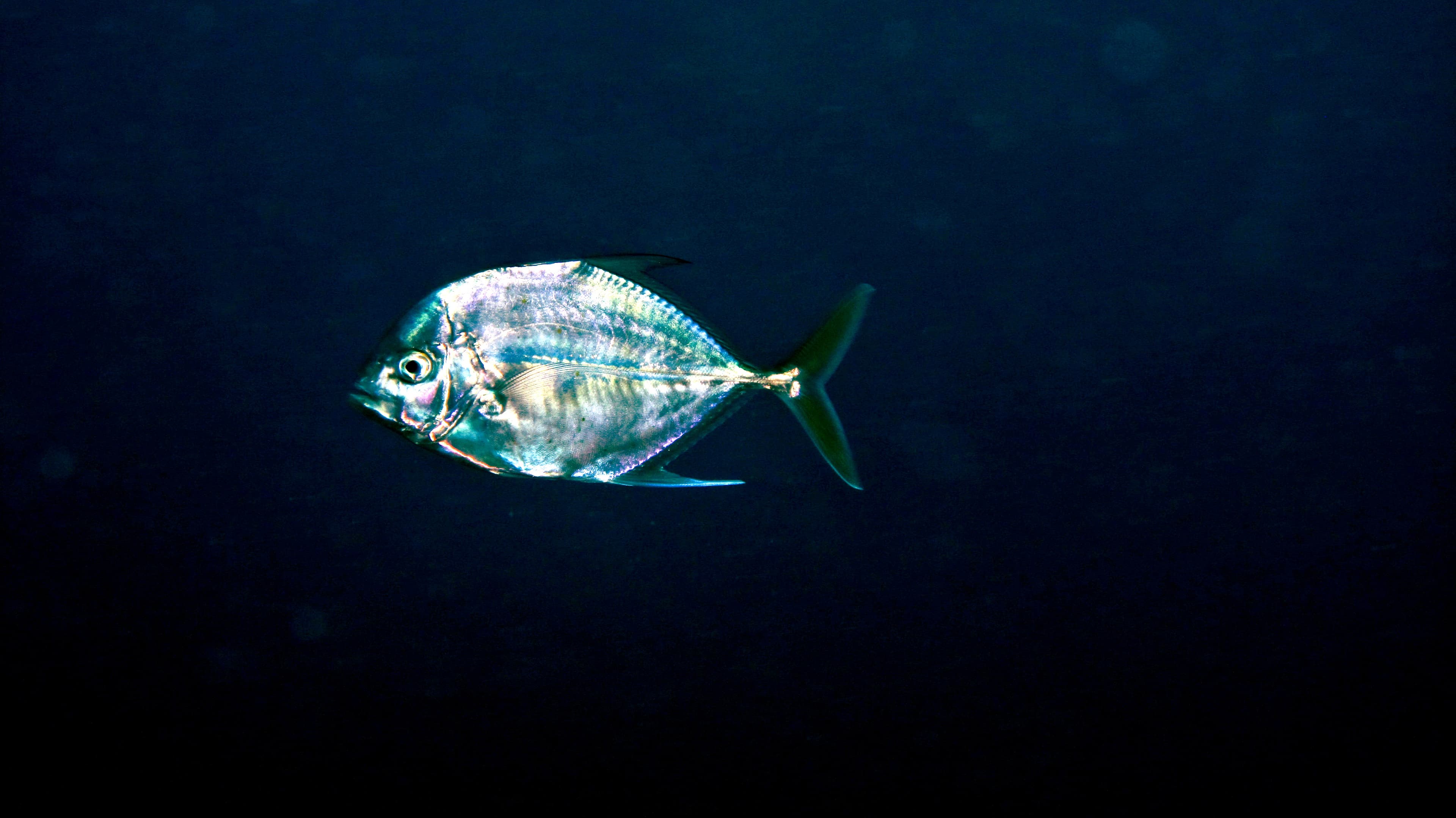 How to Catch African Pompano: The Complete Guide