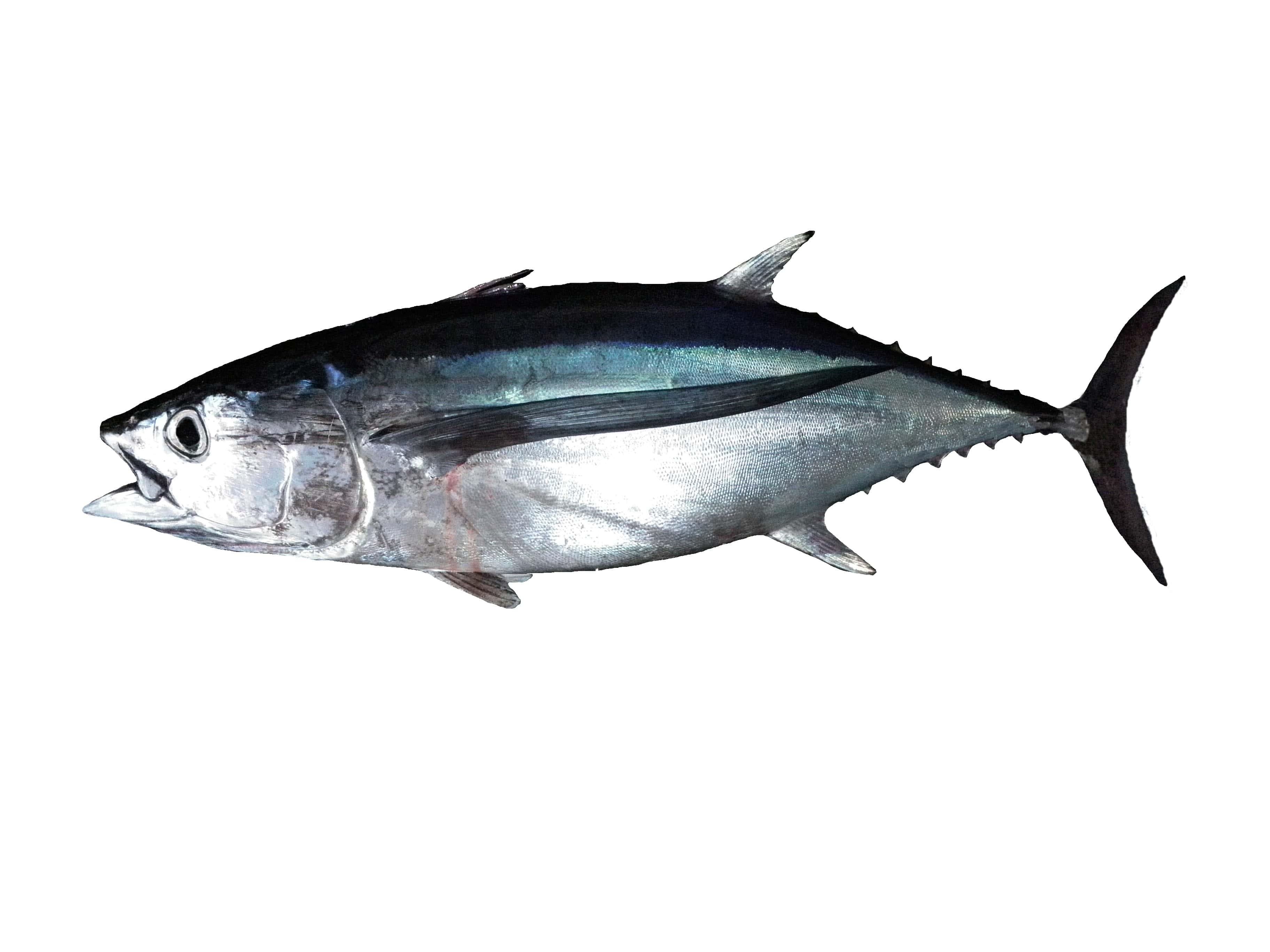 How to Catch Albacore Tuna: The Complete Guide