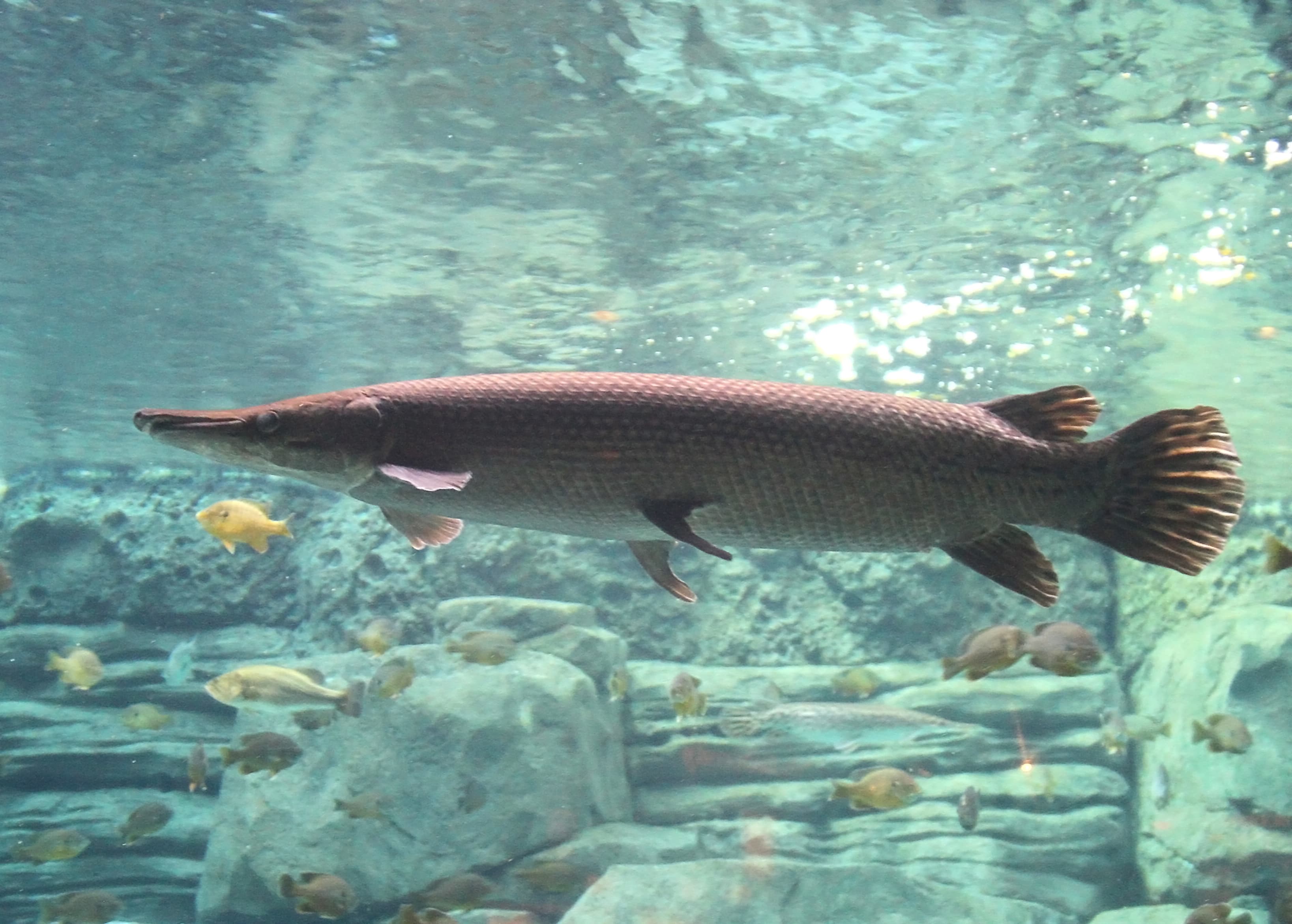 How to Catch Alligator Gar: The Freshwater Giant