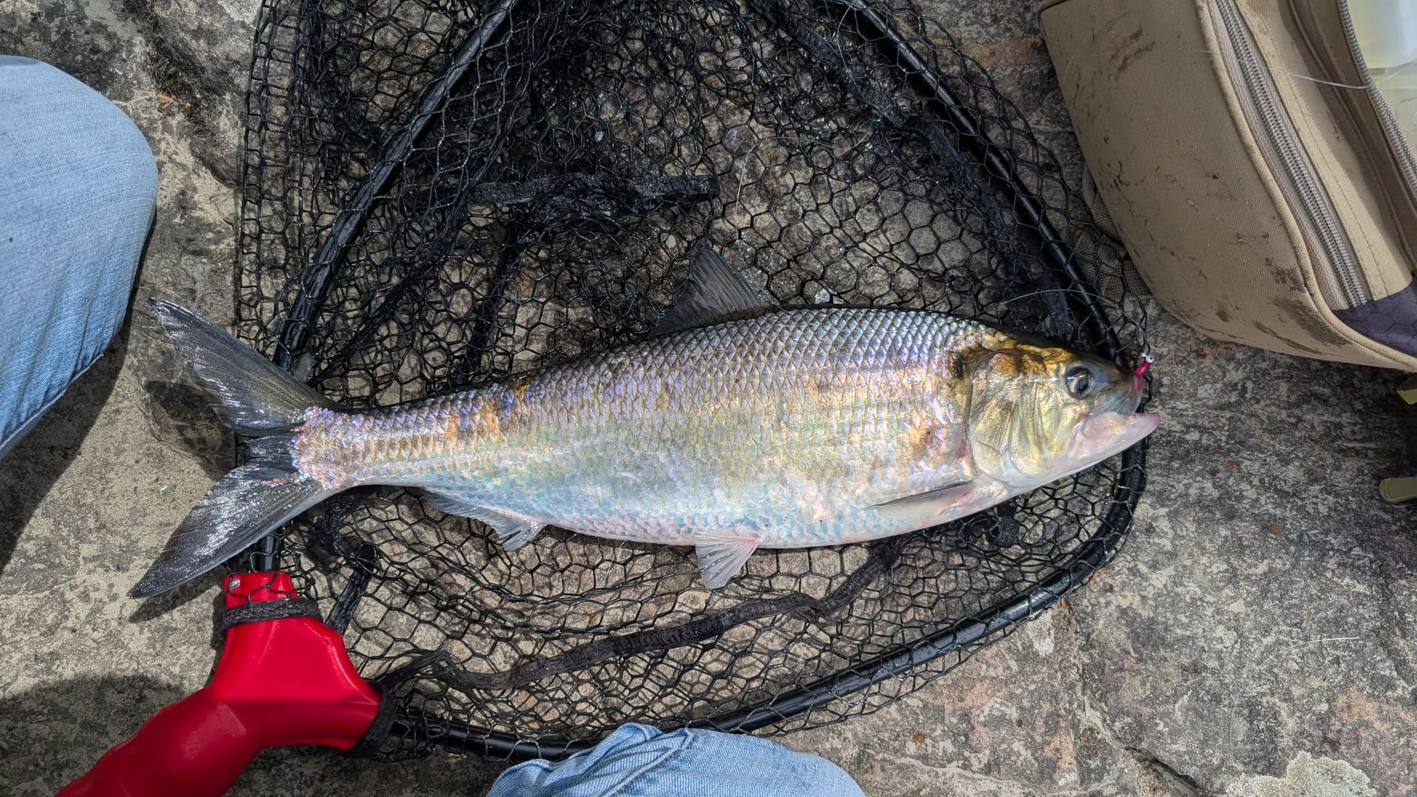 How to Catch American Shad: Darts, Spoons & Tactics