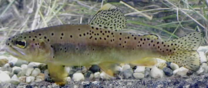 How to Catch Apache Trout: The Complete Guide
