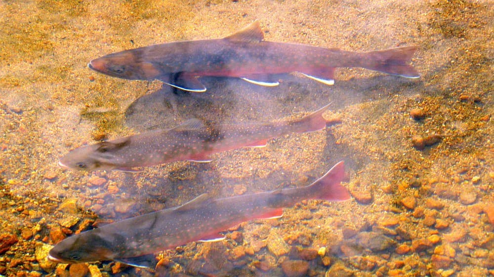 How to Catch Arctic Char: The Complete Guide