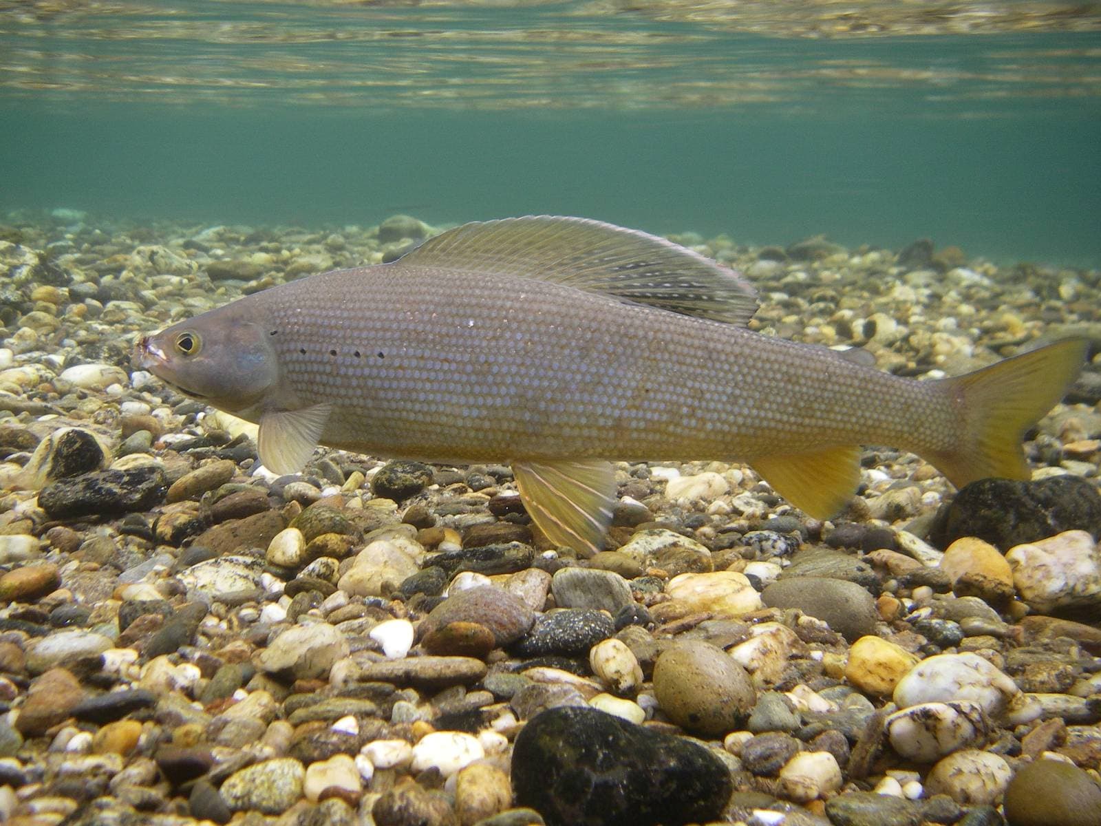 How to Catch Arctic Grayling: The Sailfish of the North