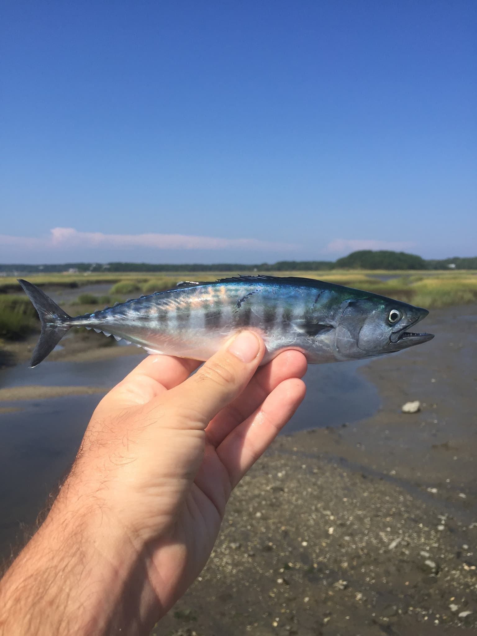 How to Catch Atlantic Bonito: The Complete Guide