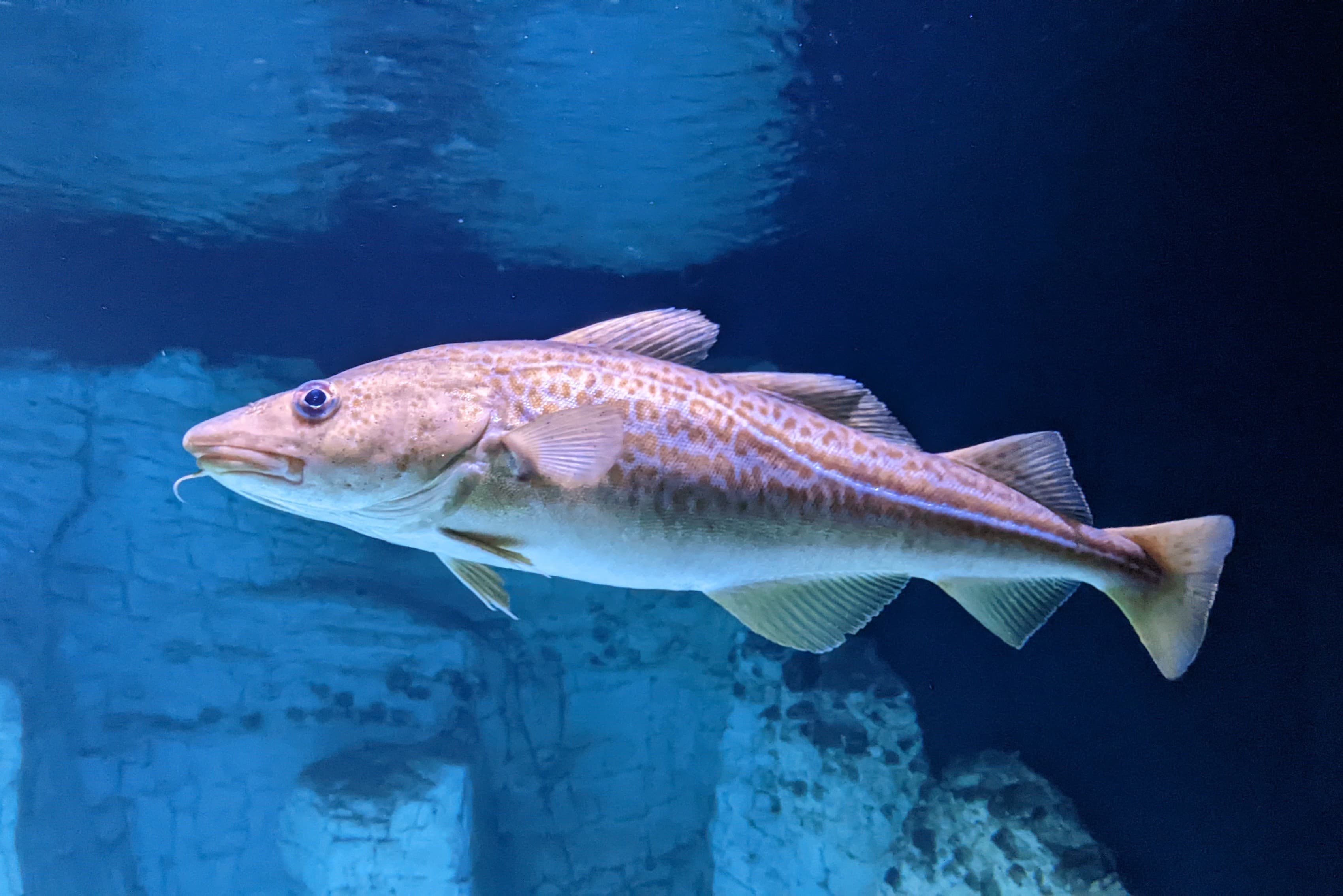 How to Catch Atlantic Cod: Jigs, Bait & Wreck Tactics