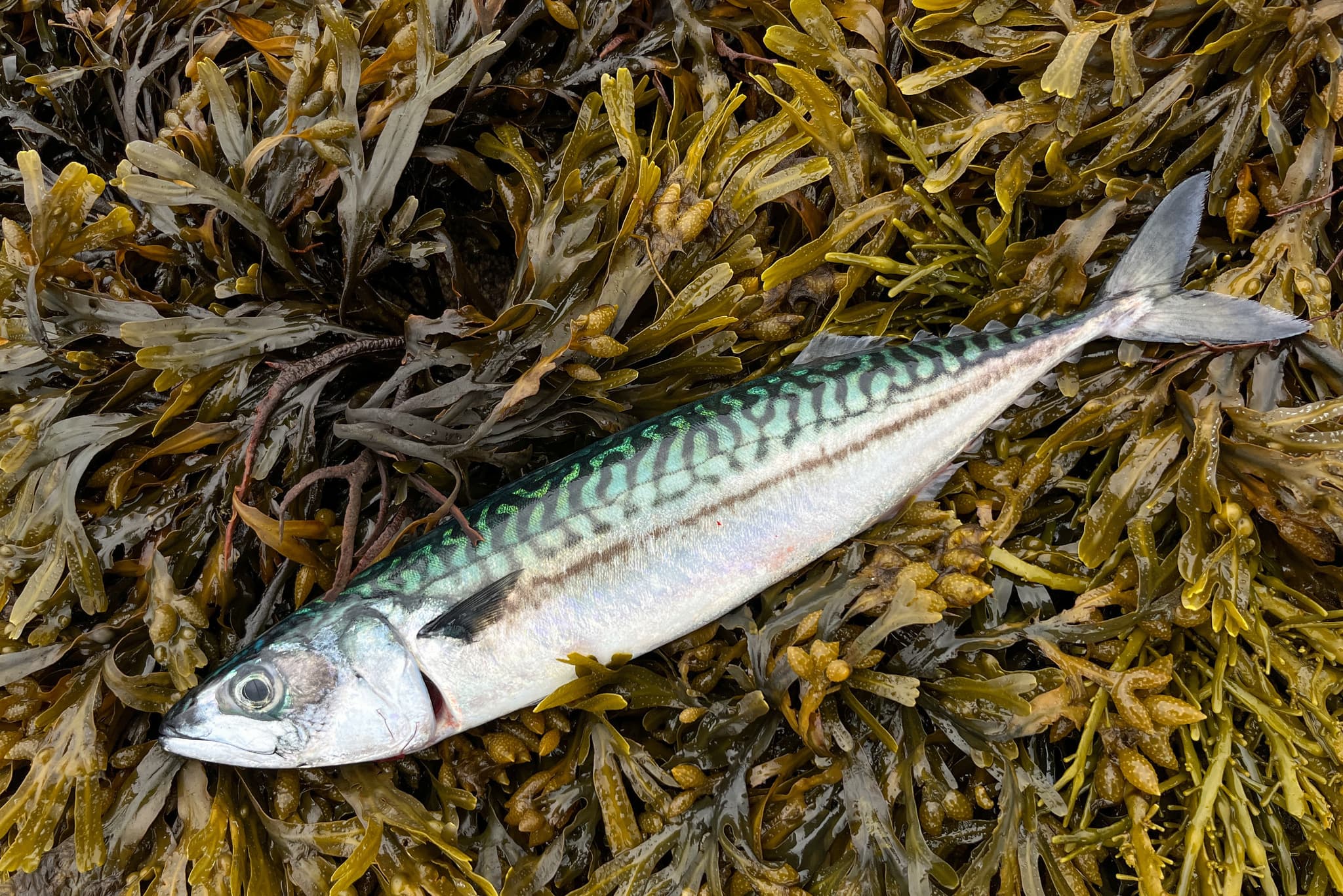 How to Catch Atlantic Mackerel: Sabikis, Feathers & Spinning