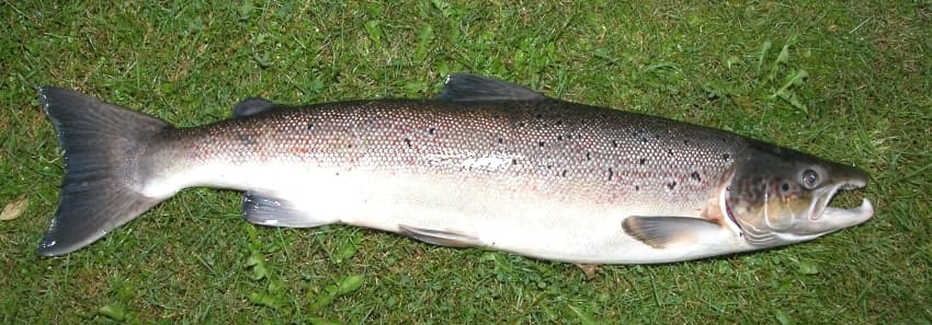 How to Catch Atlantic Salmon: Fly Fishing for the King of Gamefish