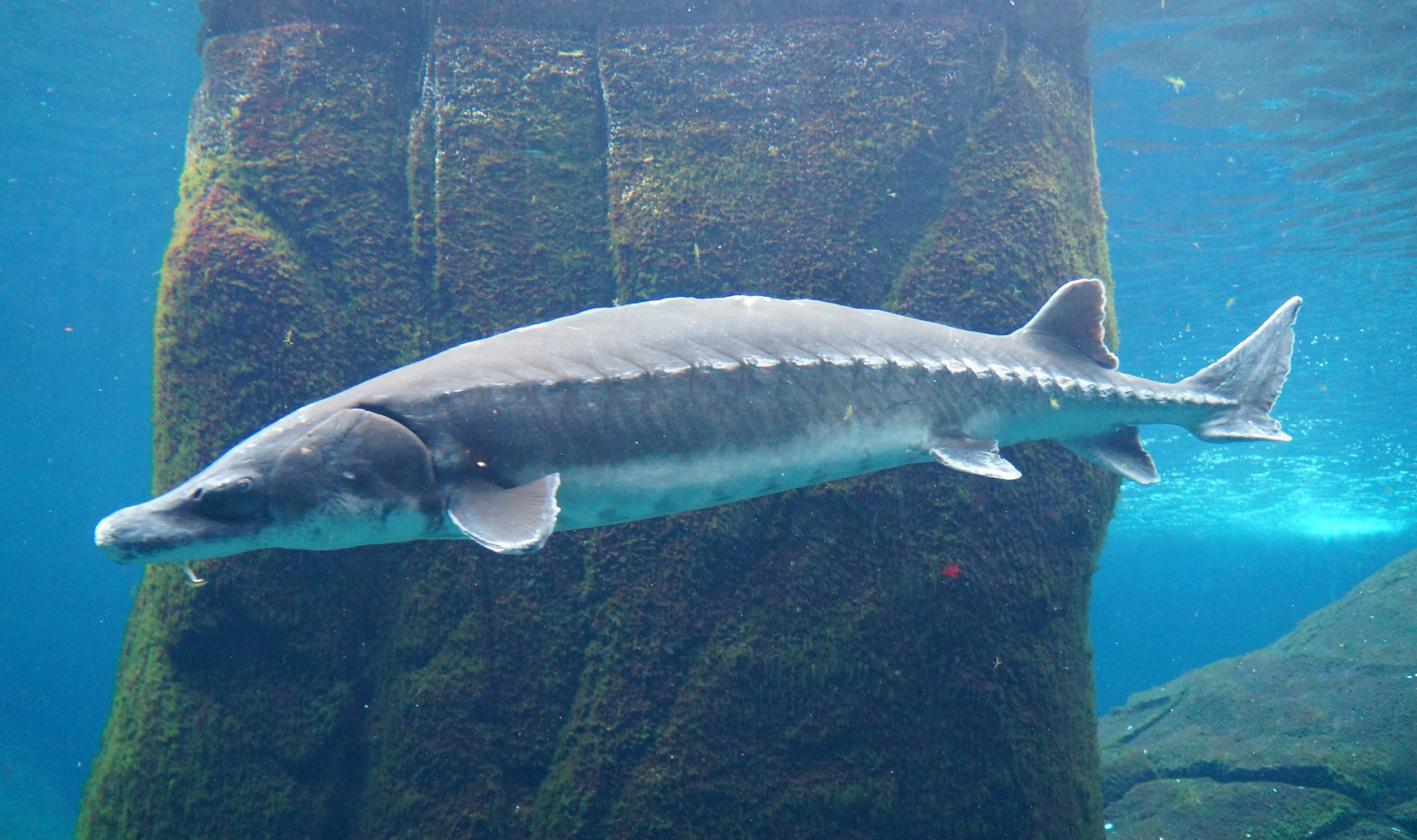 How to Catch Atlantic Sturgeon (and Why You Can't)