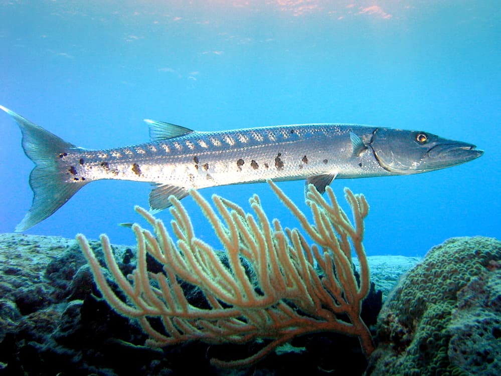 How to Catch Barracuda: The Complete Guide