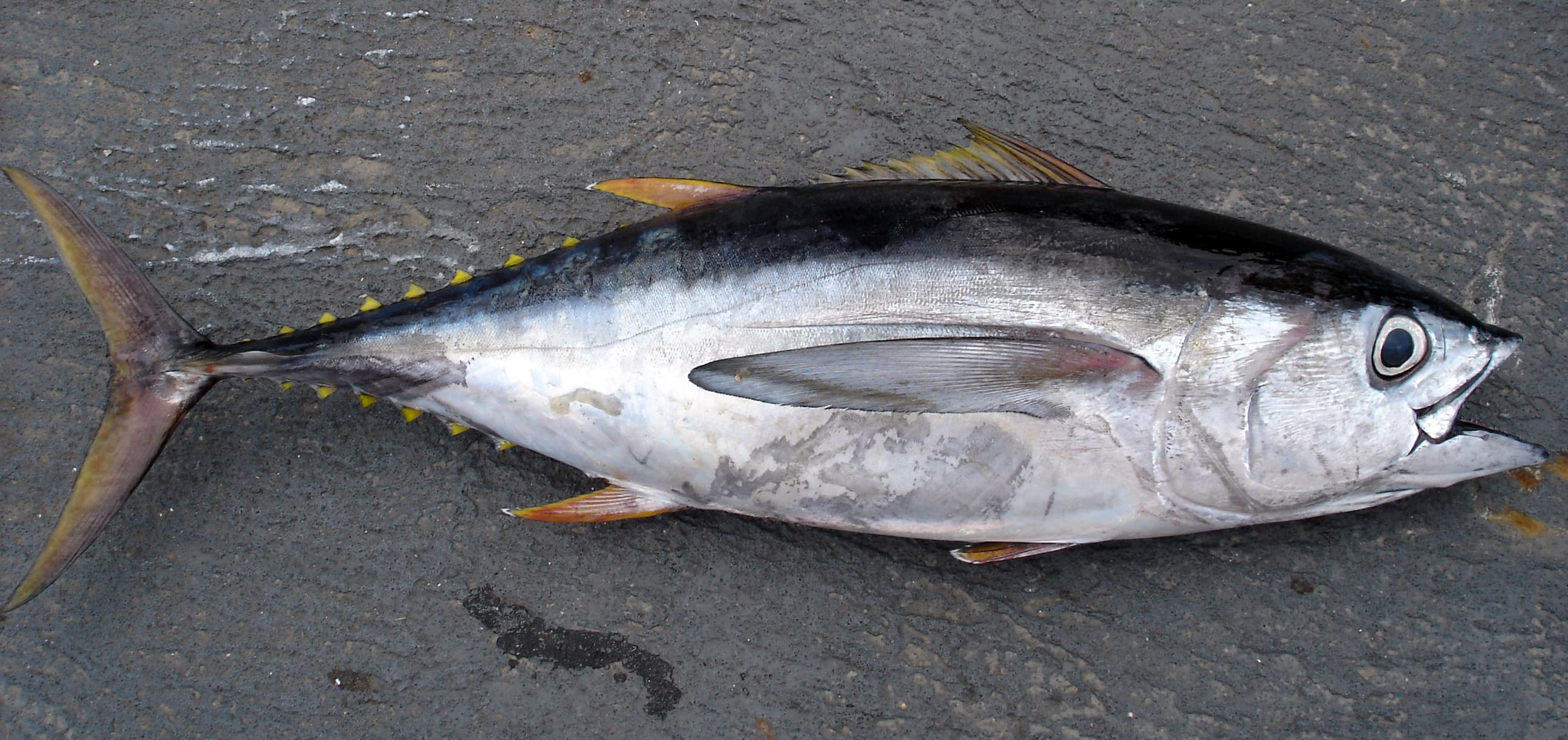 How to Catch Bigeye Tuna: The Complete Guide