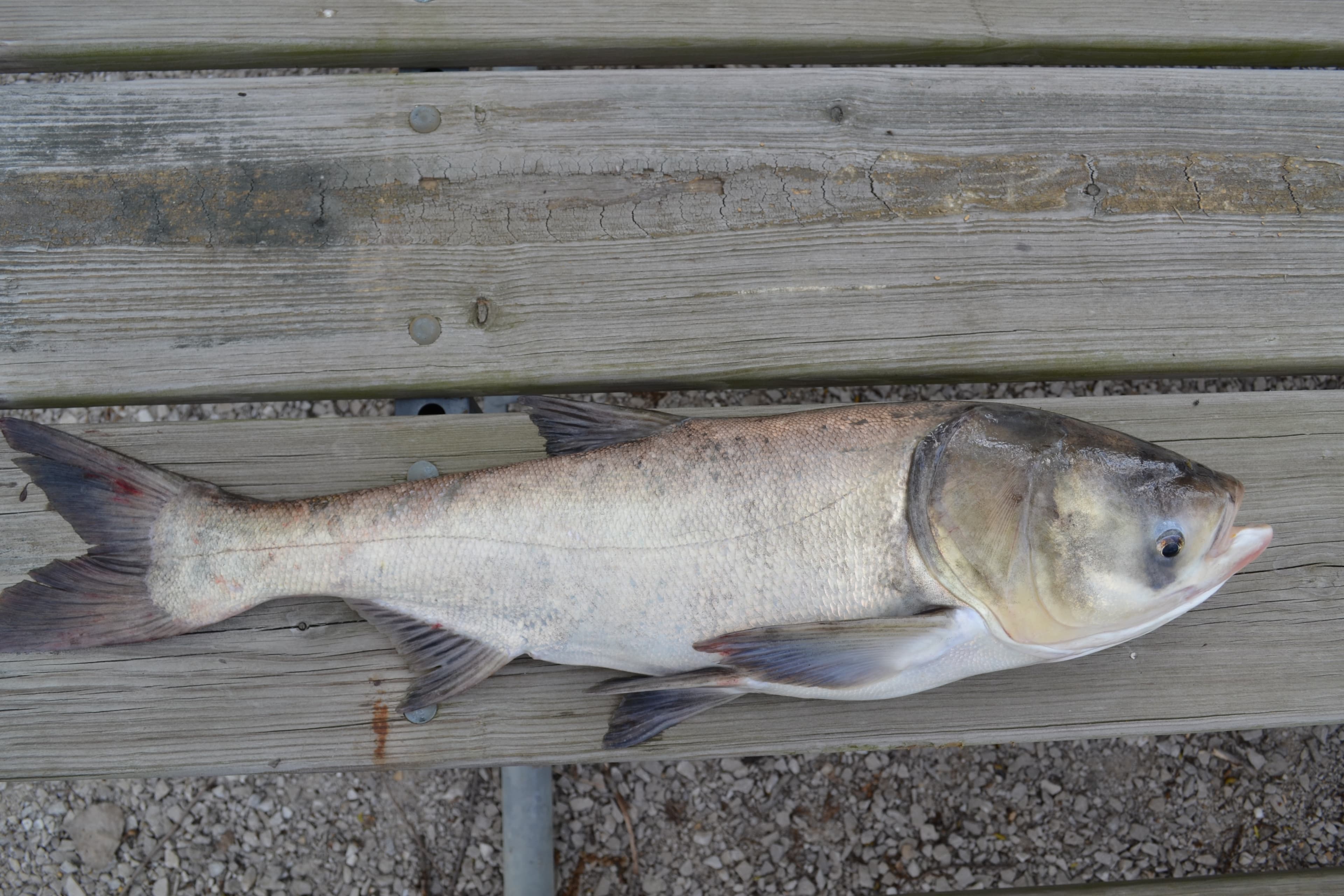How to Catch Bighead Carp: The Complete Guide