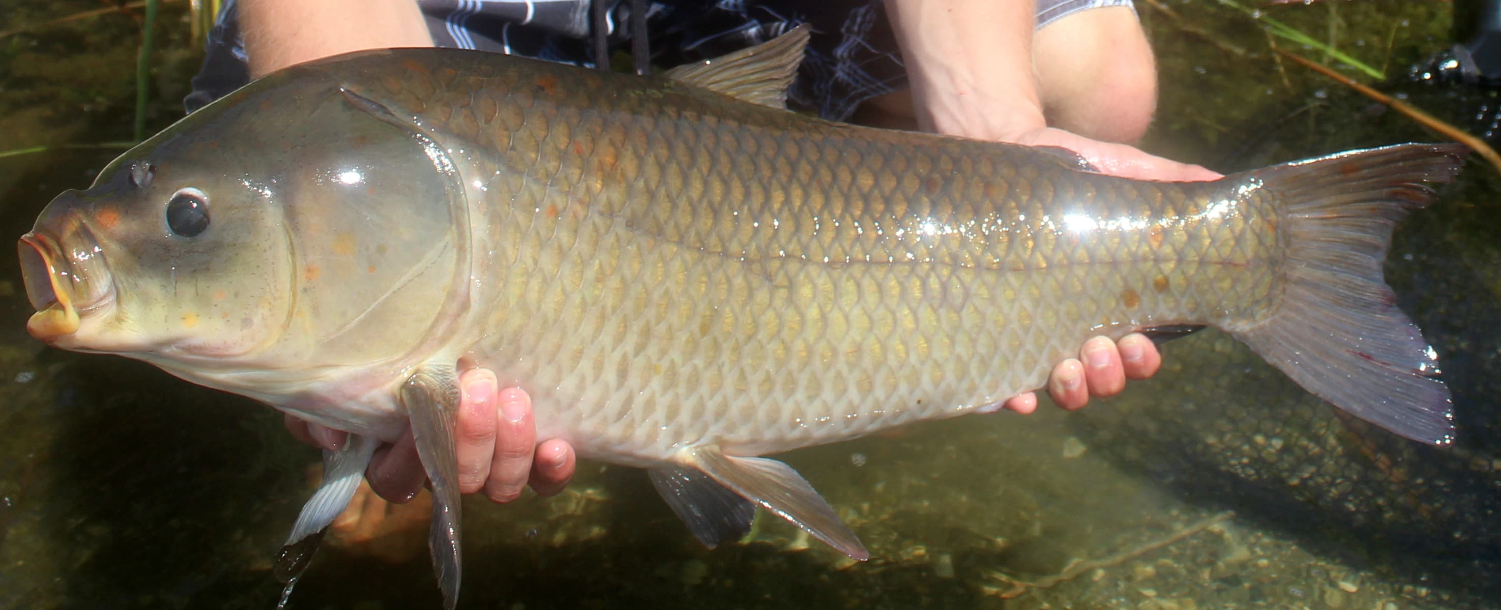 How to Catch Bigmouth Buffalo: The Complete Guide