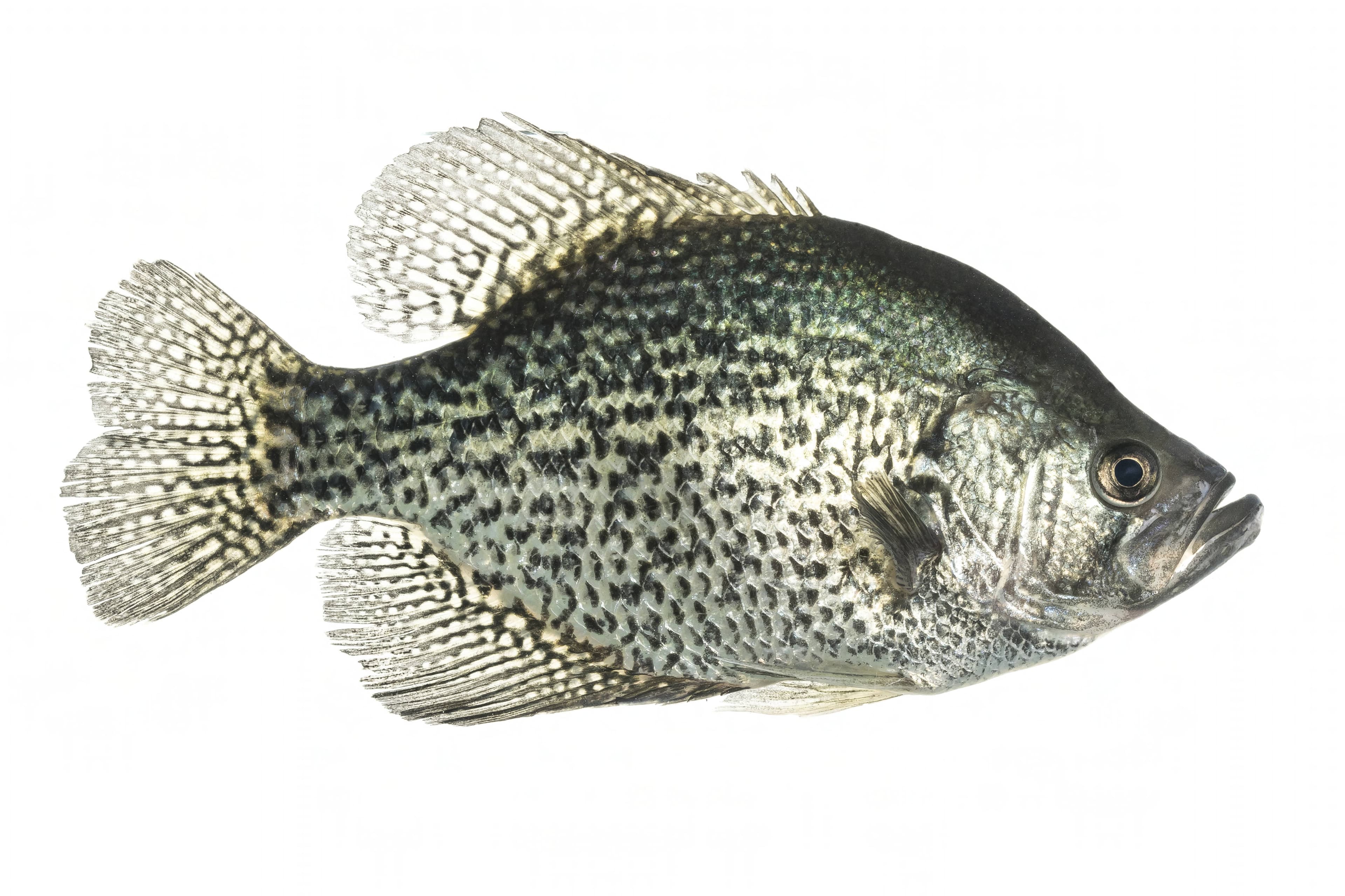 How to Catch Black Crappie: The Complete Guide
