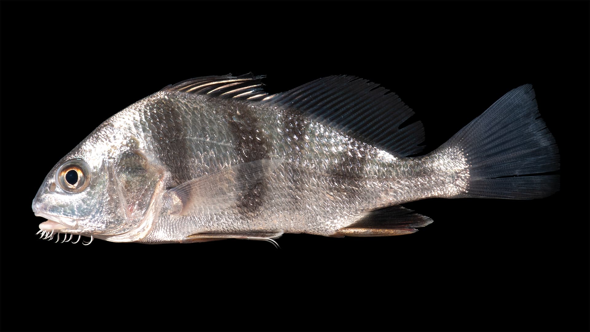 How to Catch Black Drum: From Puppy Drum to Bulls