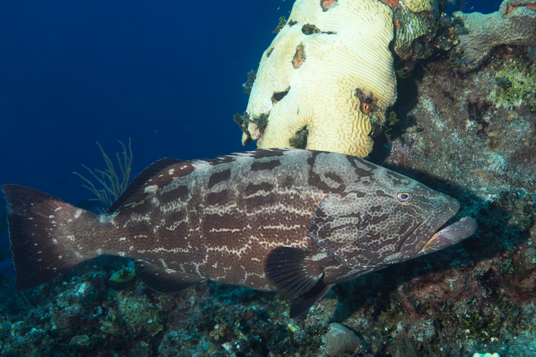 How to Catch Black Grouper: The Complete Guide