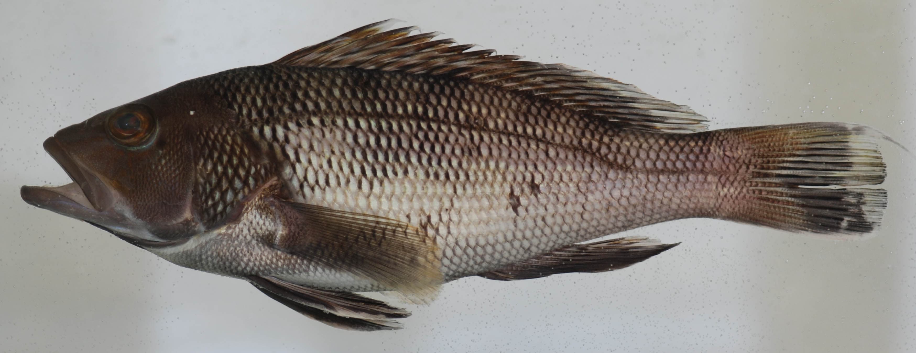 How to Catch Black Sea Bass: The Complete Guide
