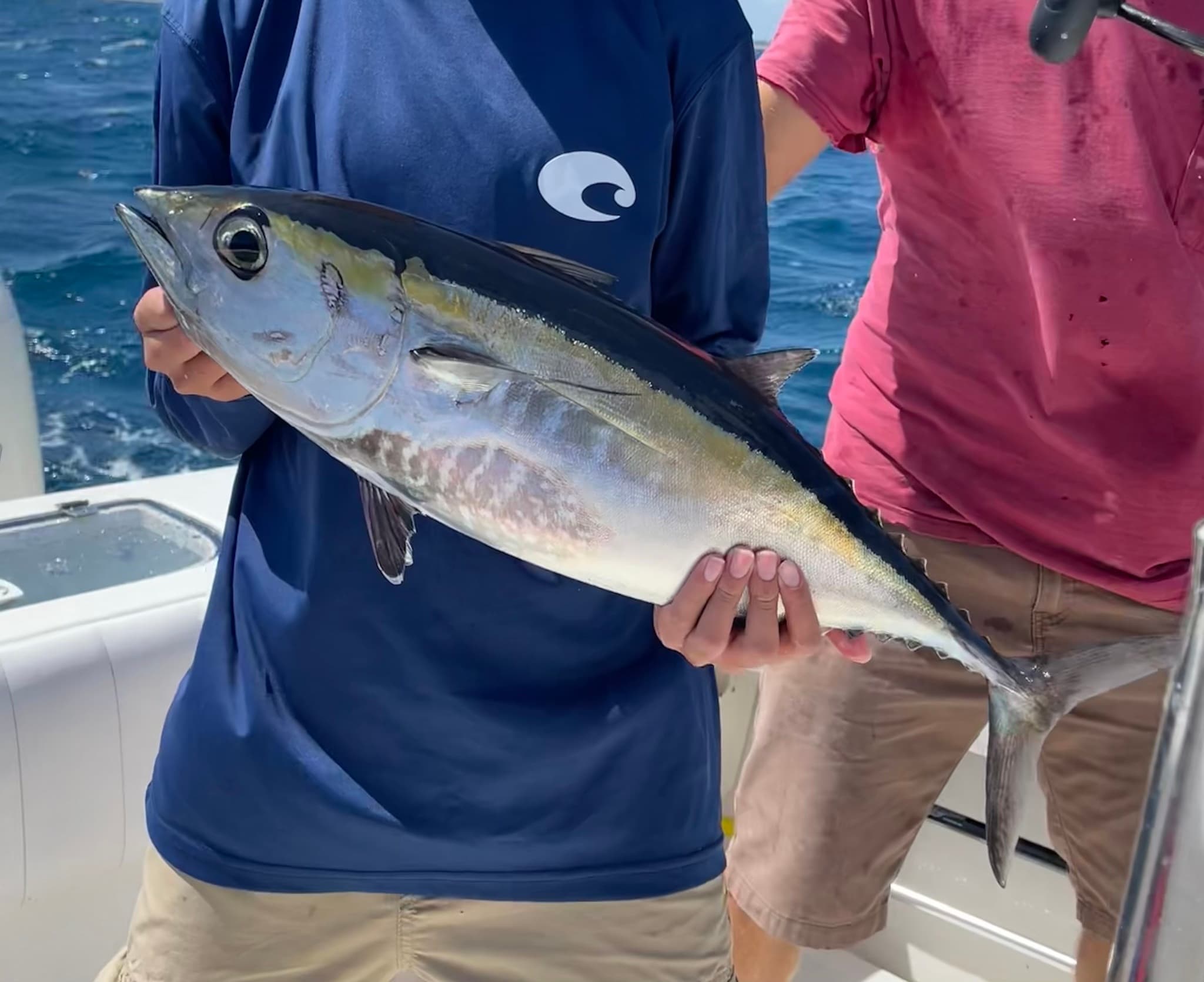 How to Catch Blackfin Tuna: The Complete Guide
