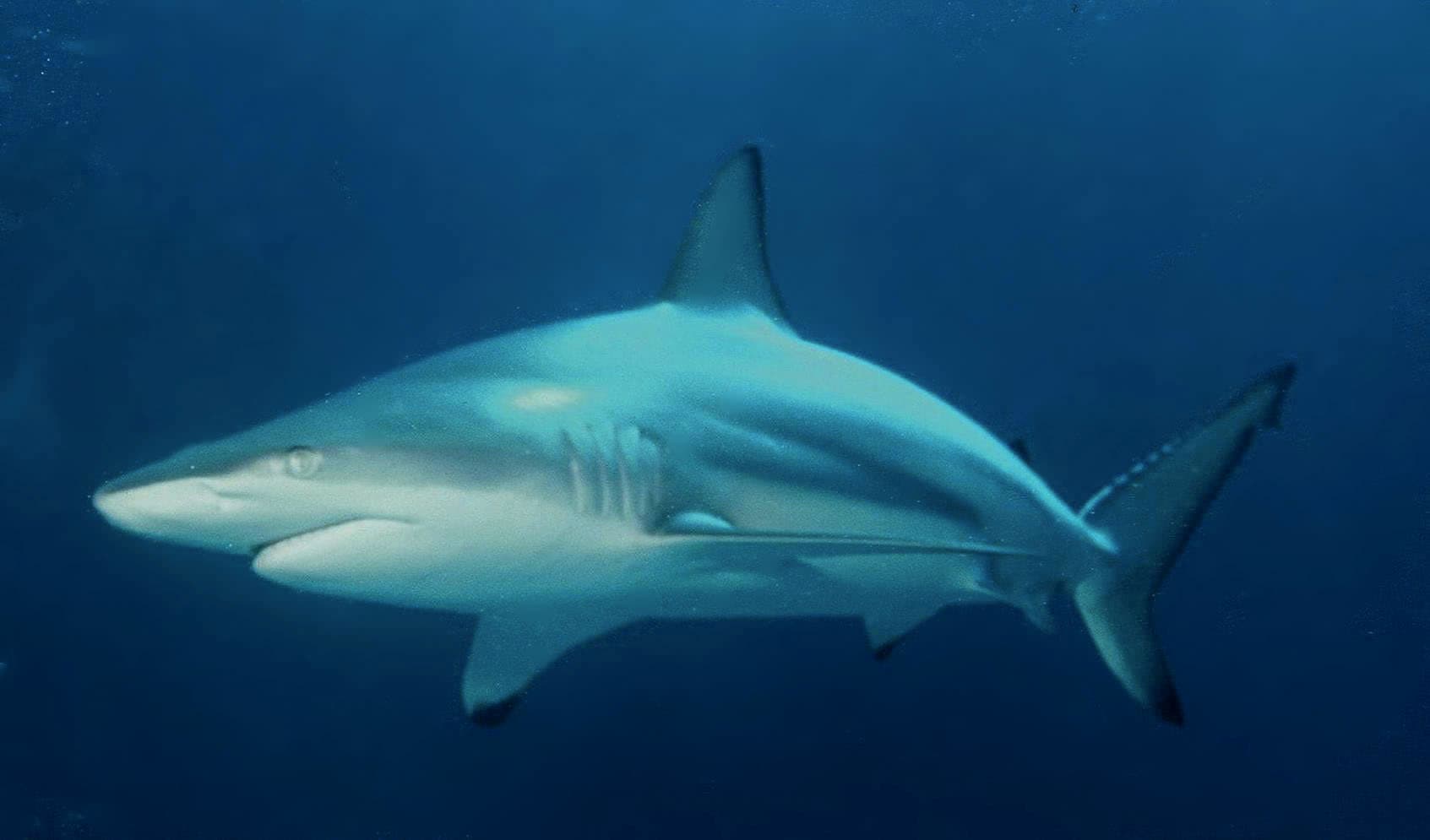 How to Catch Blacktip Shark: The Complete Guide