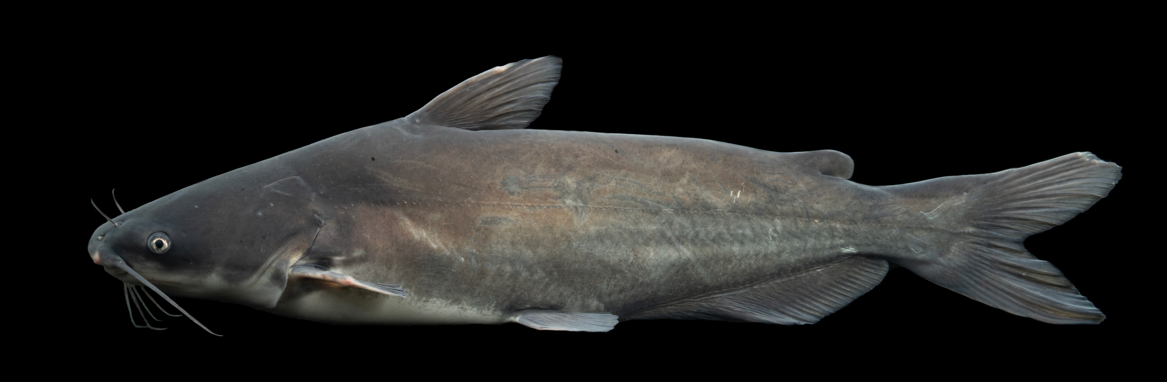 How to Catch Blue Catfish: Drift, Anchor, and Trophy Tactics