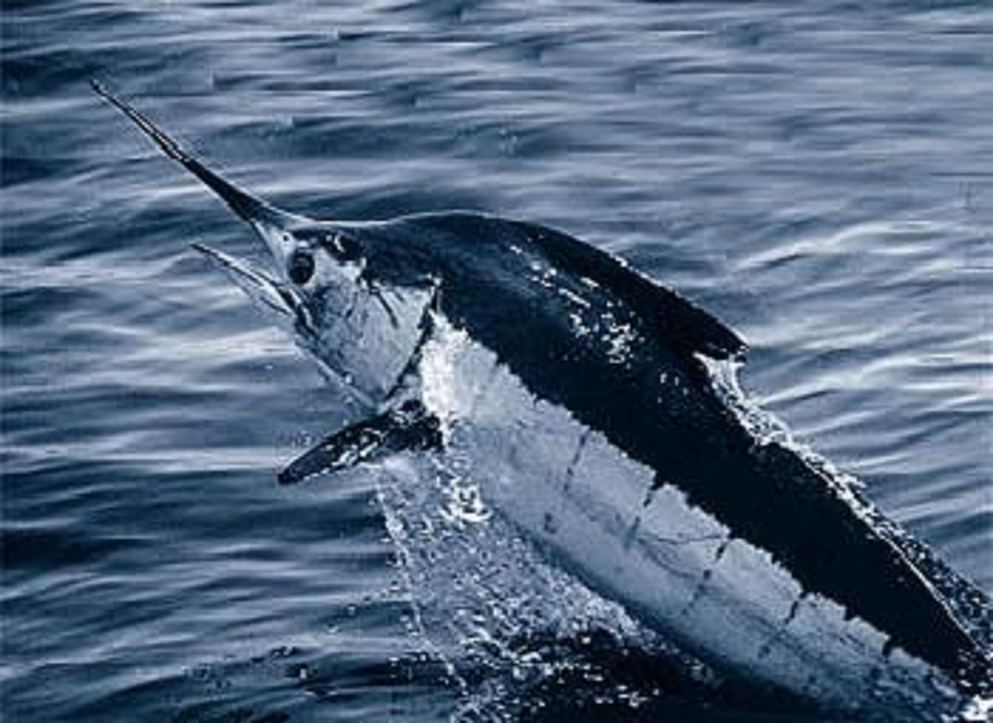 How to Catch Blue Marlin: The Complete Big-Game Guide