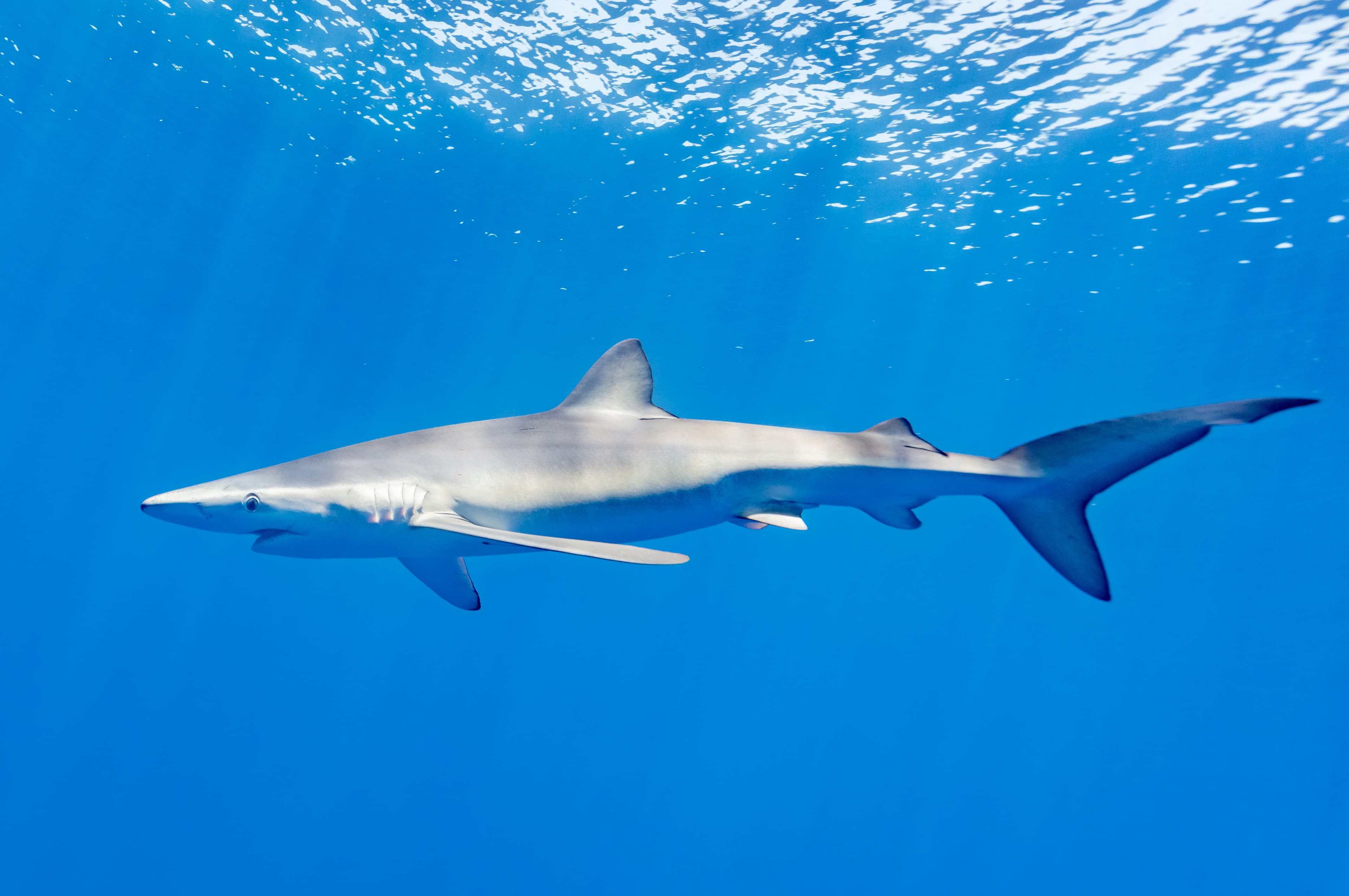 How to Catch Blue Shark: The Complete Guide