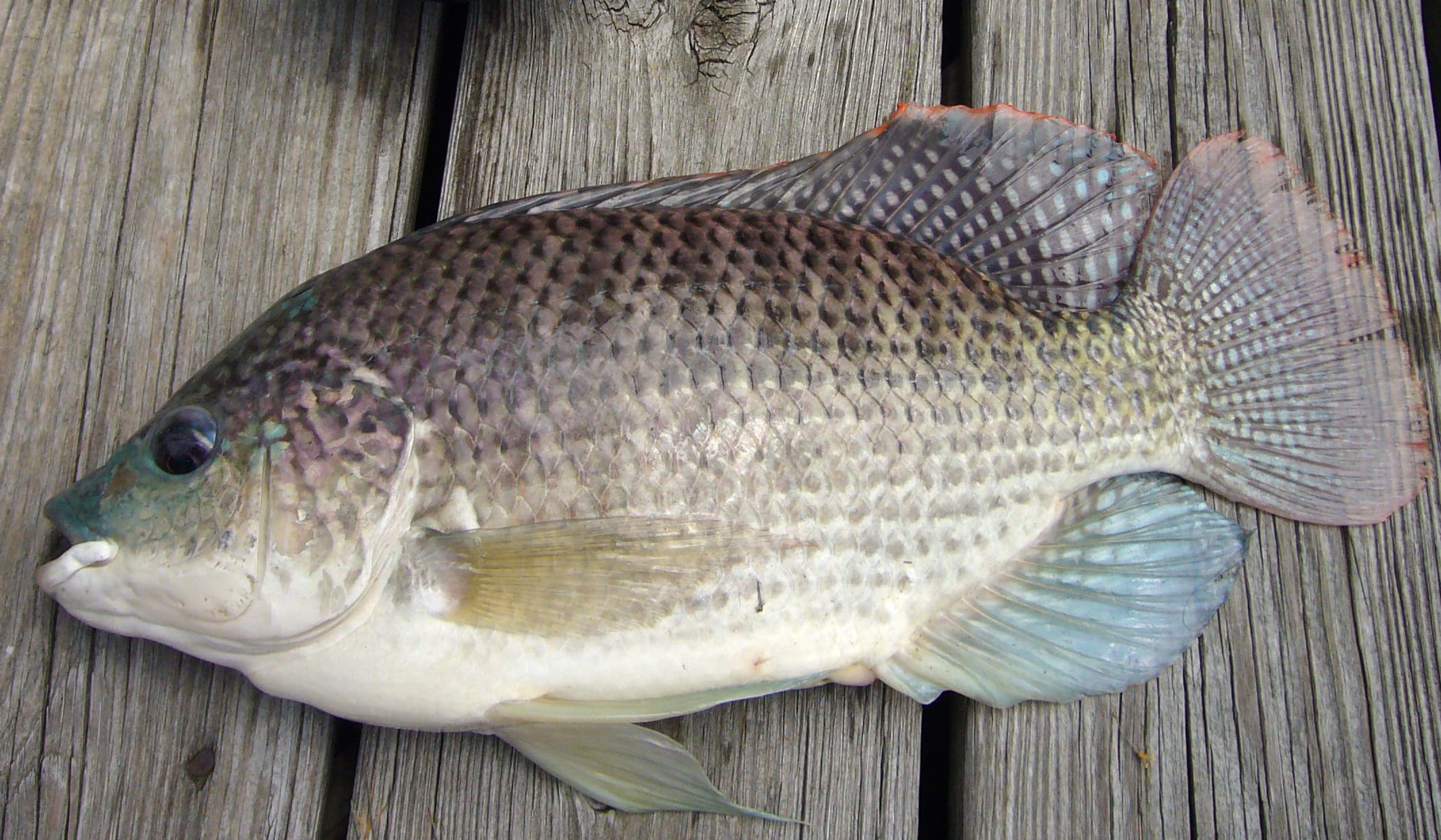 How to Catch Blue Tilapia: The Complete Guide