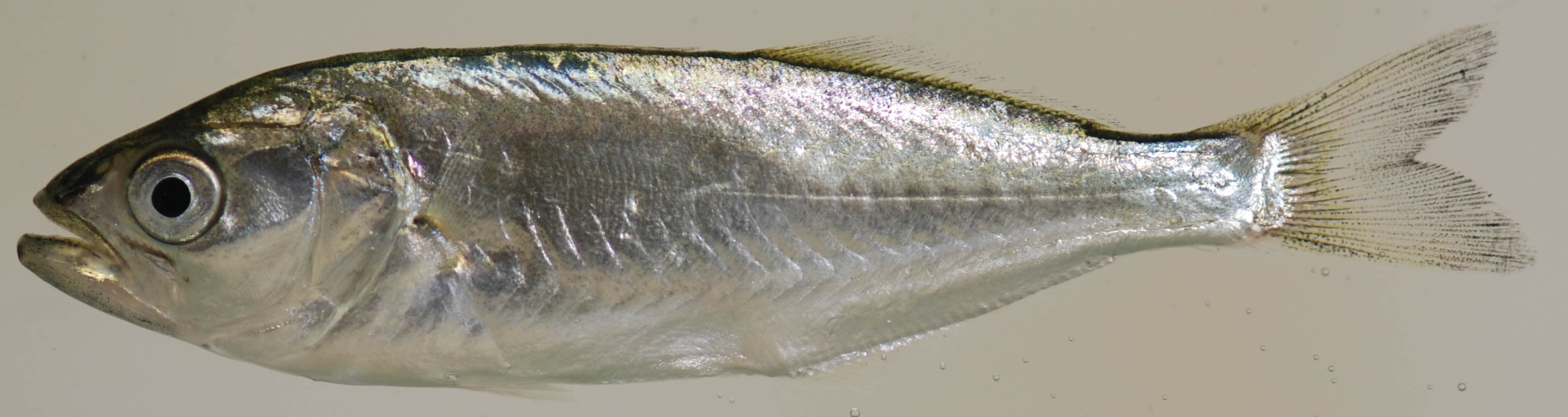 How to Catch Bluefish: Battling the Toothy Choppers