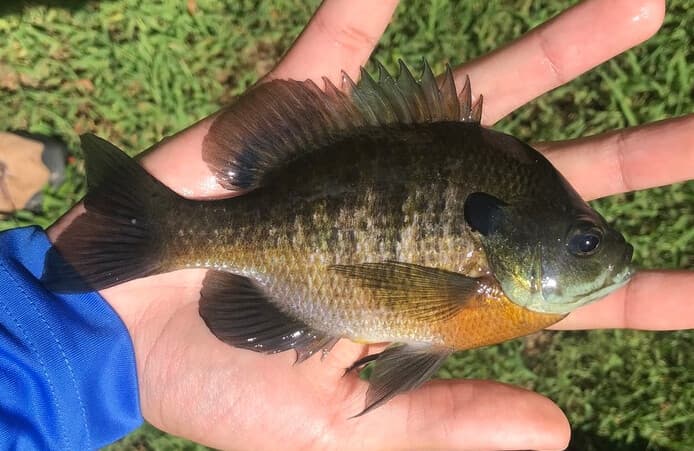 How to Catch Bluegill: The Easiest Fish to Catch (and How to Catch Big Ones)