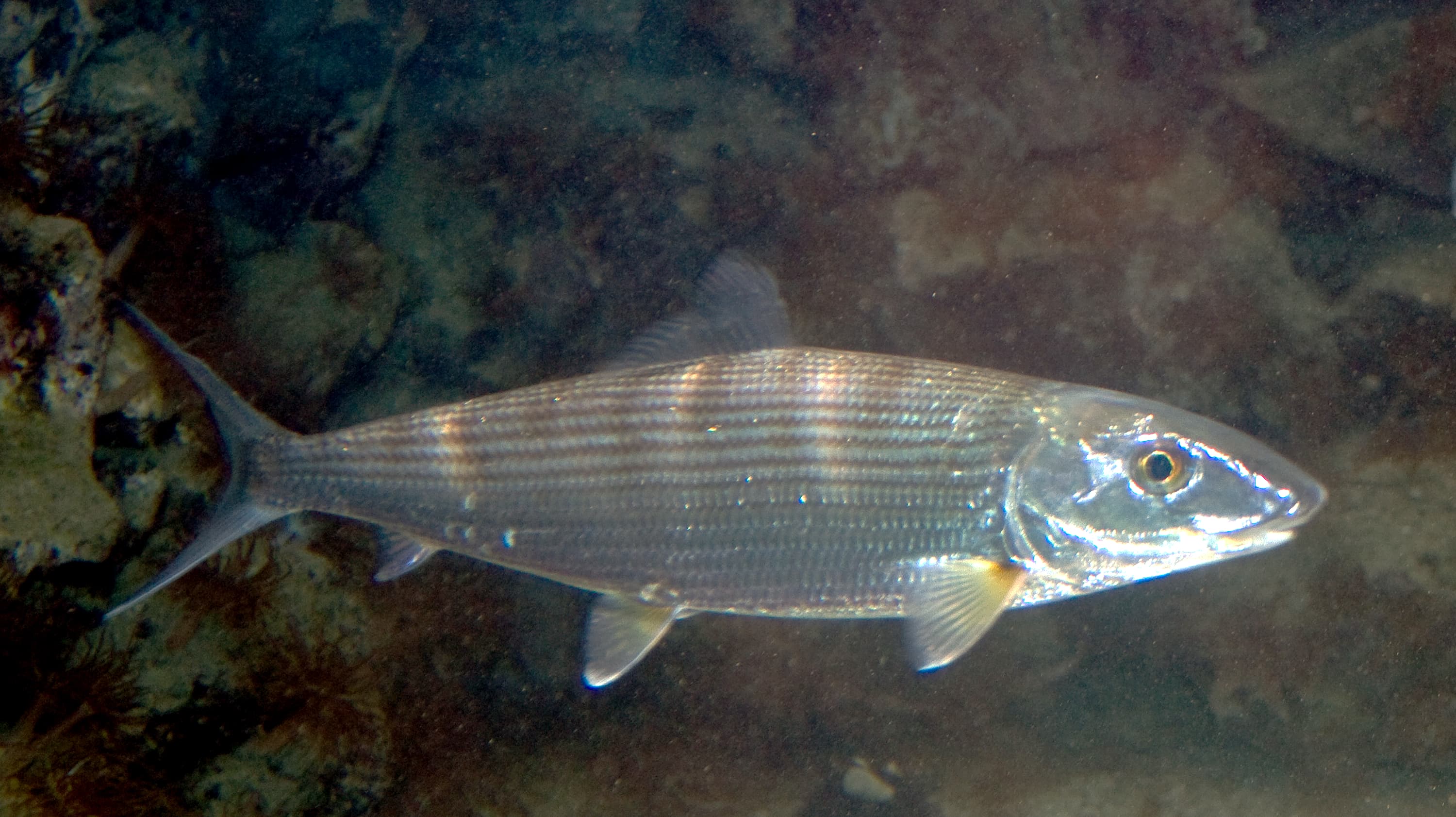 How to Catch Bonefish: Sight-Fishing the Gray Ghost of the Flats