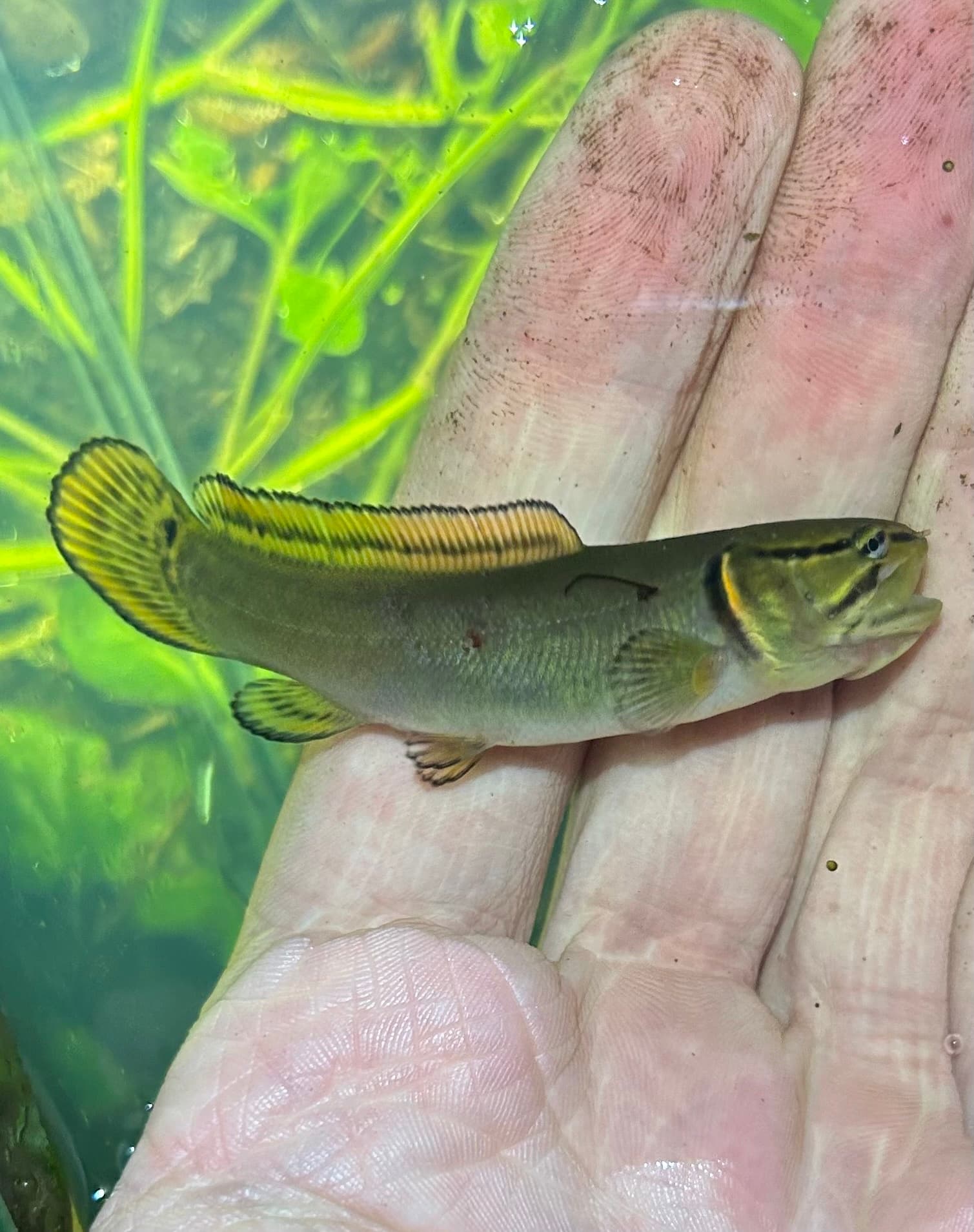 How to Catch Bowfin: Rigs, Baits & Tactics