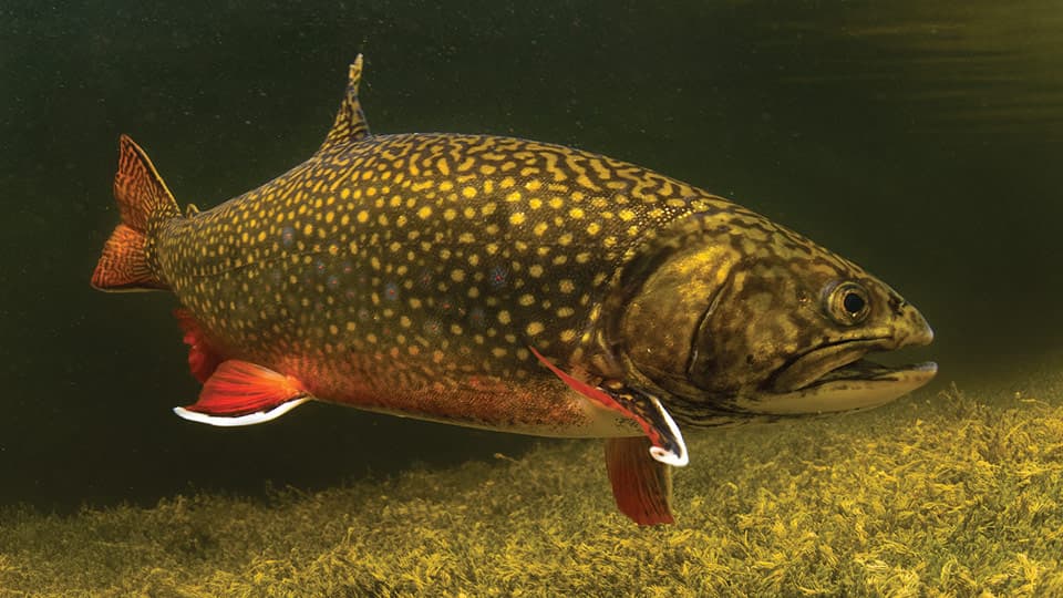 How to Catch Brook Trout: Small-Stream Tactics for America's Native Char