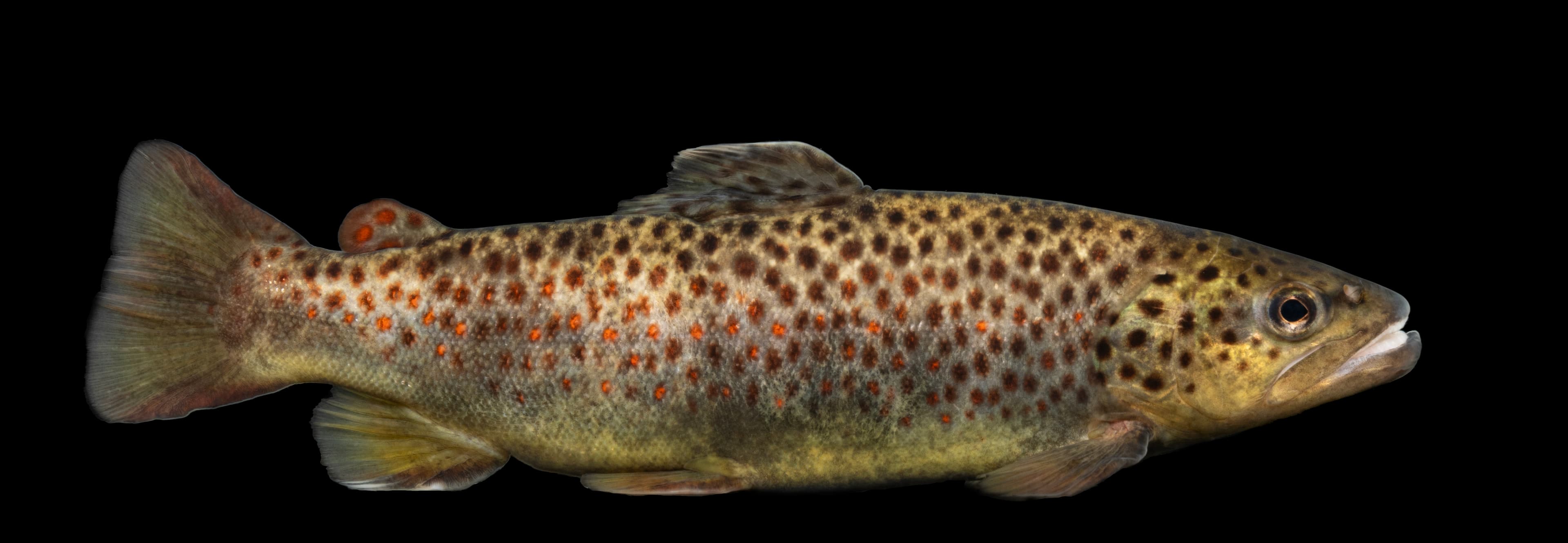 How to Catch Brown Trout: Streamers, Night Tactics, and the Pursuit of Big Fish