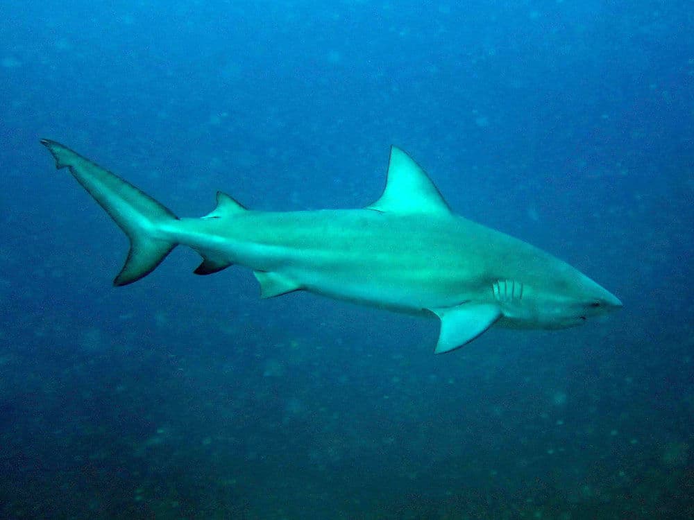 How to Catch Bull Shark: The Complete Guide