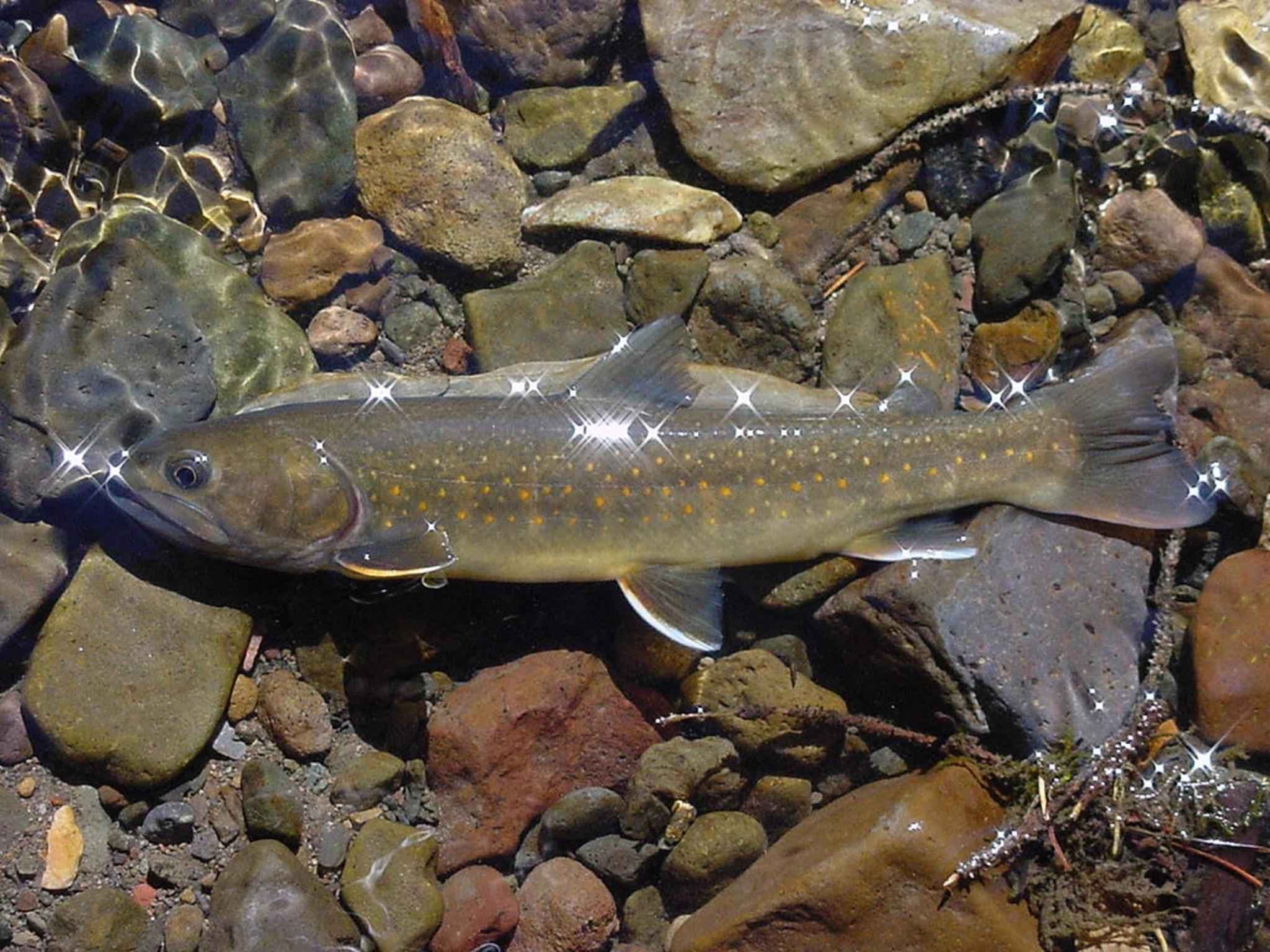 How to Catch Bull Trout: The Complete Guide